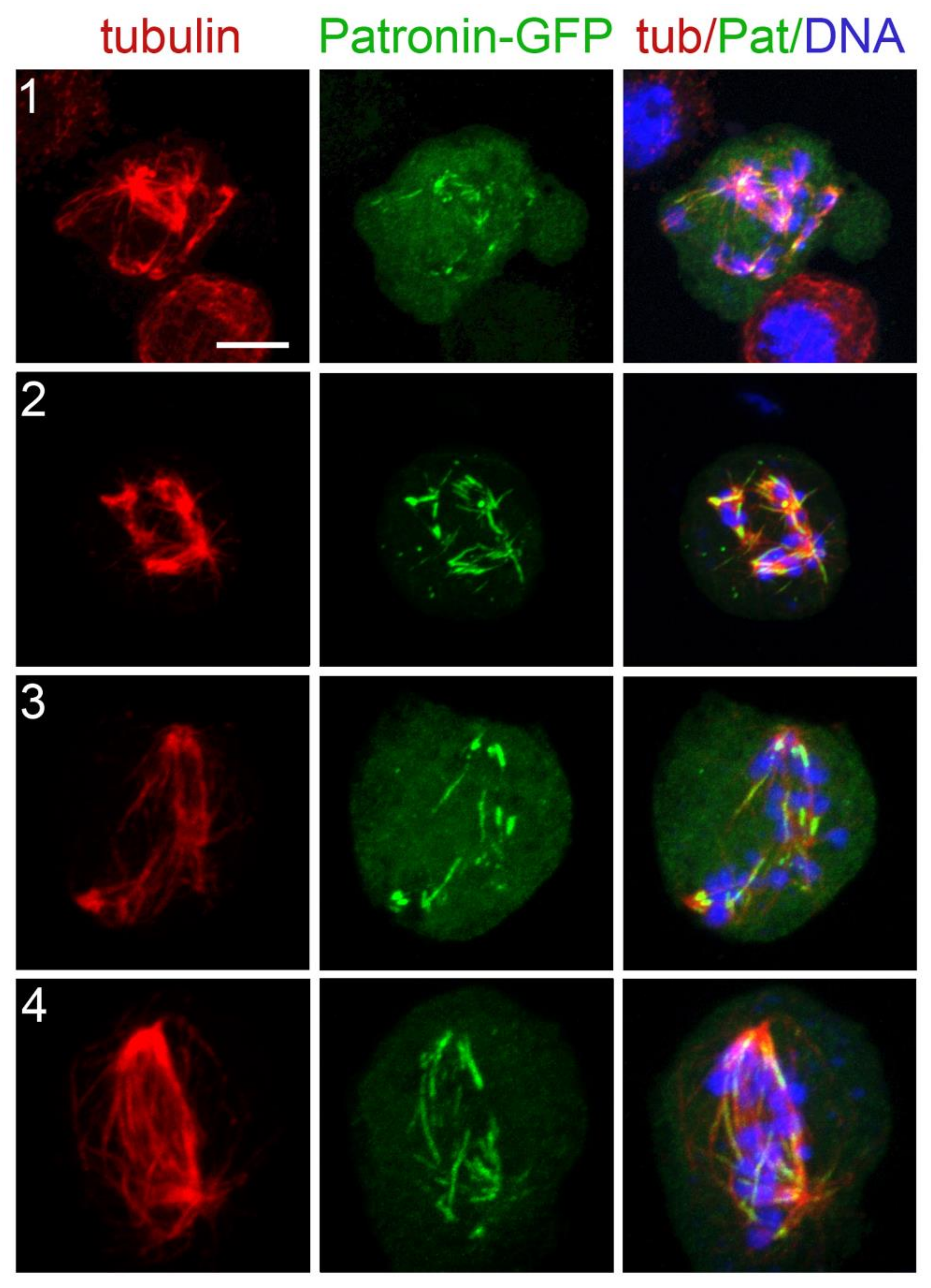 Cells 11 02127 g012 Cells 11 02127 g012