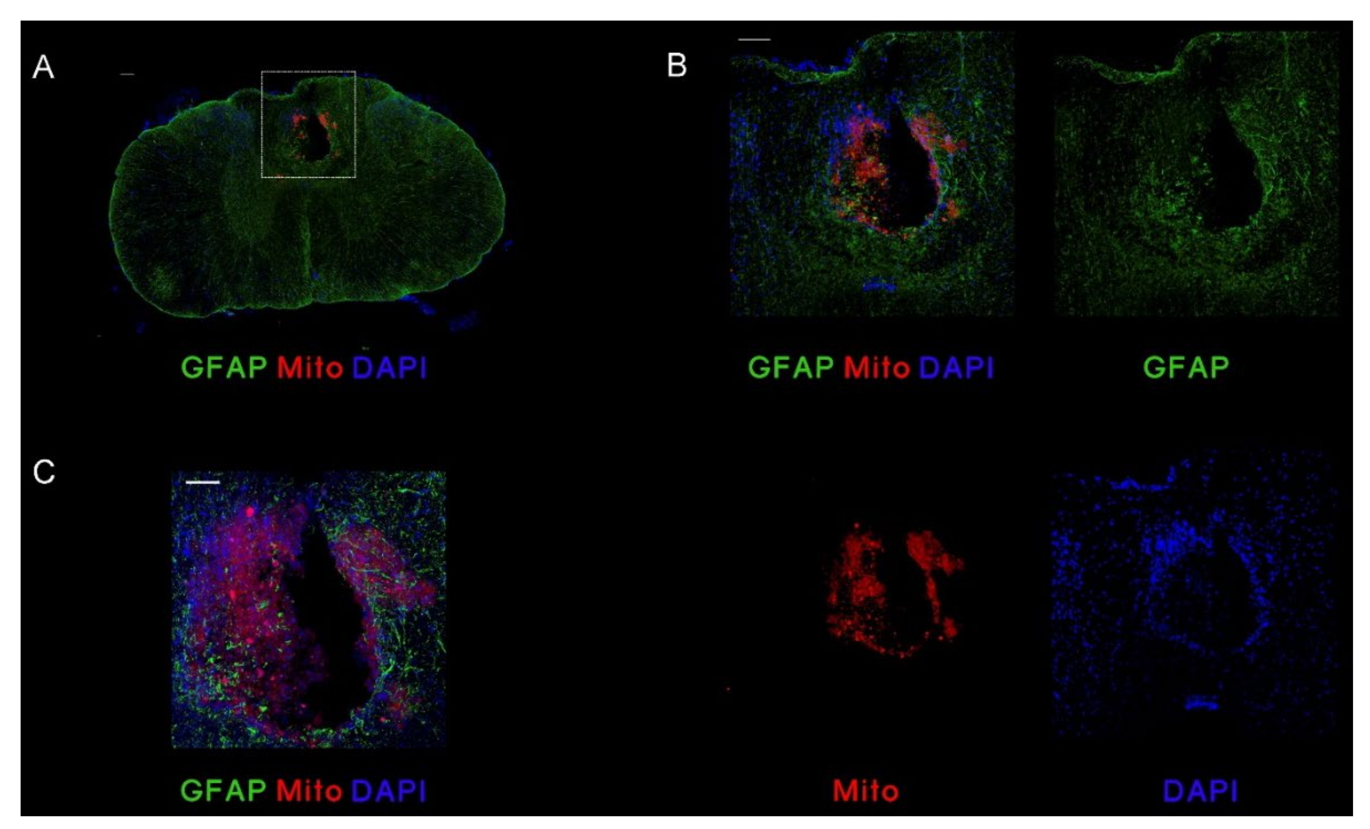 Cells 11 02153 g005 Cells 11 02153 g005