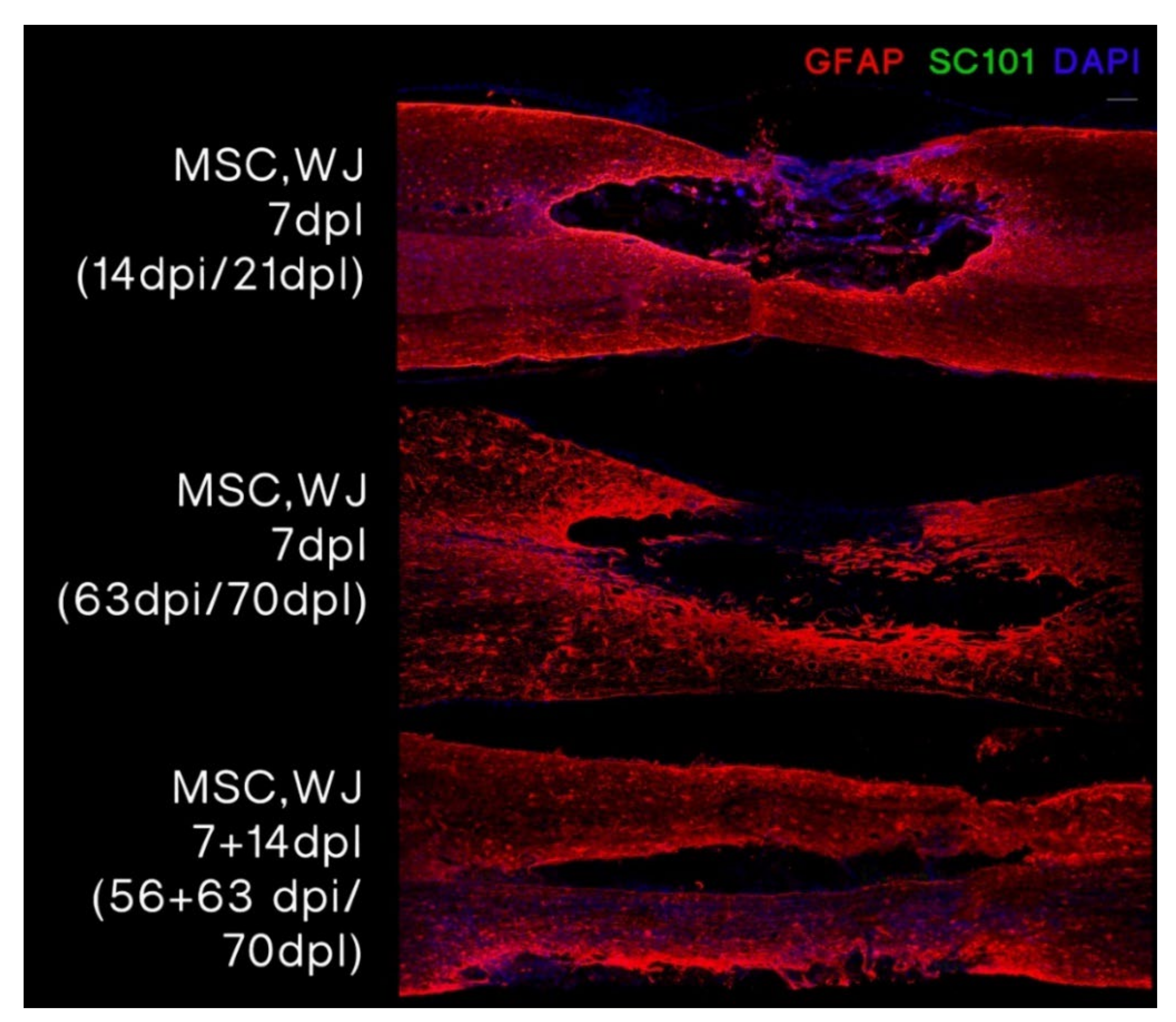 Cells 11 02153 g006 Cells 11 02153 g006