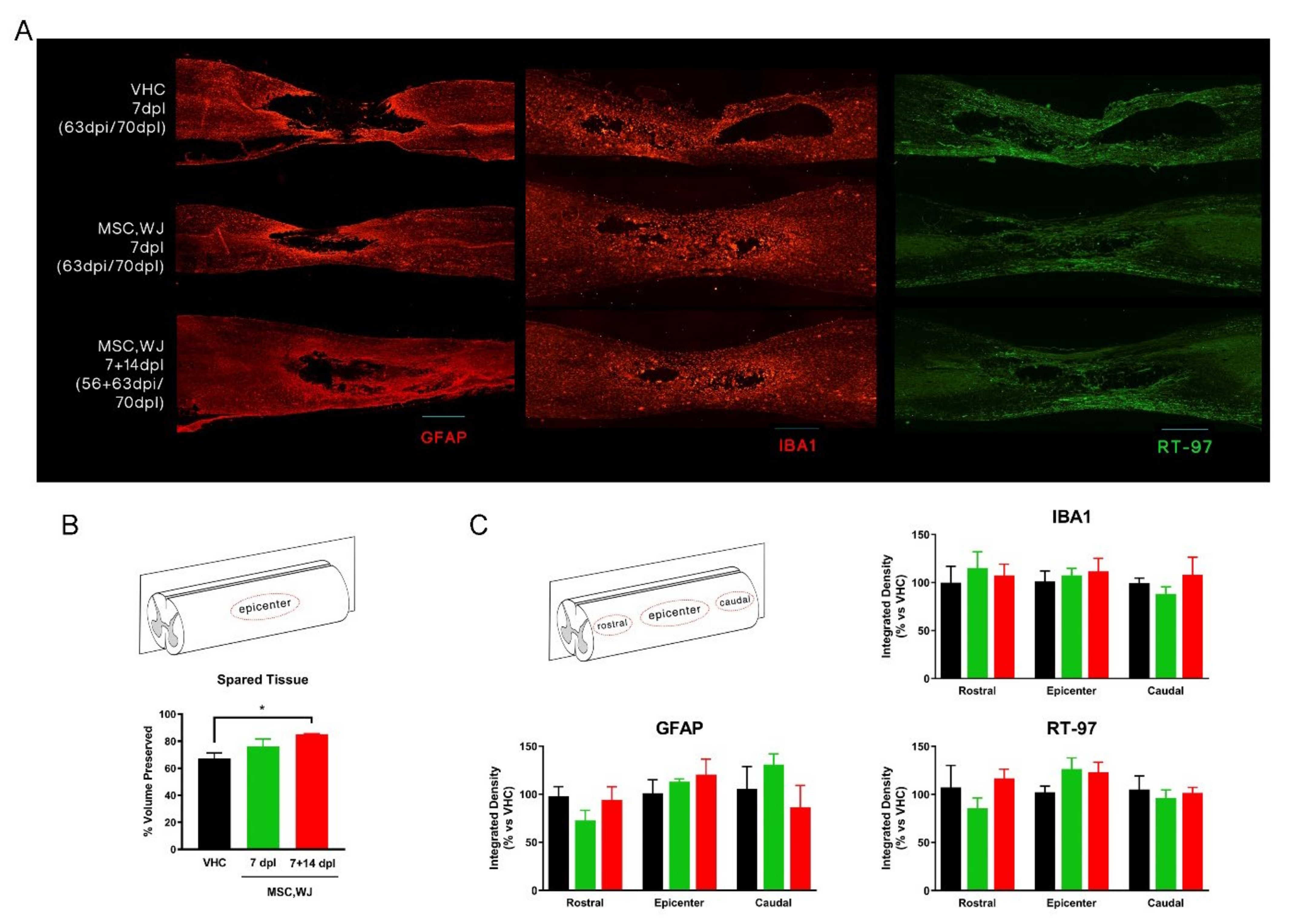 Cells 11 02153 g007 Cells 11 02153 g007