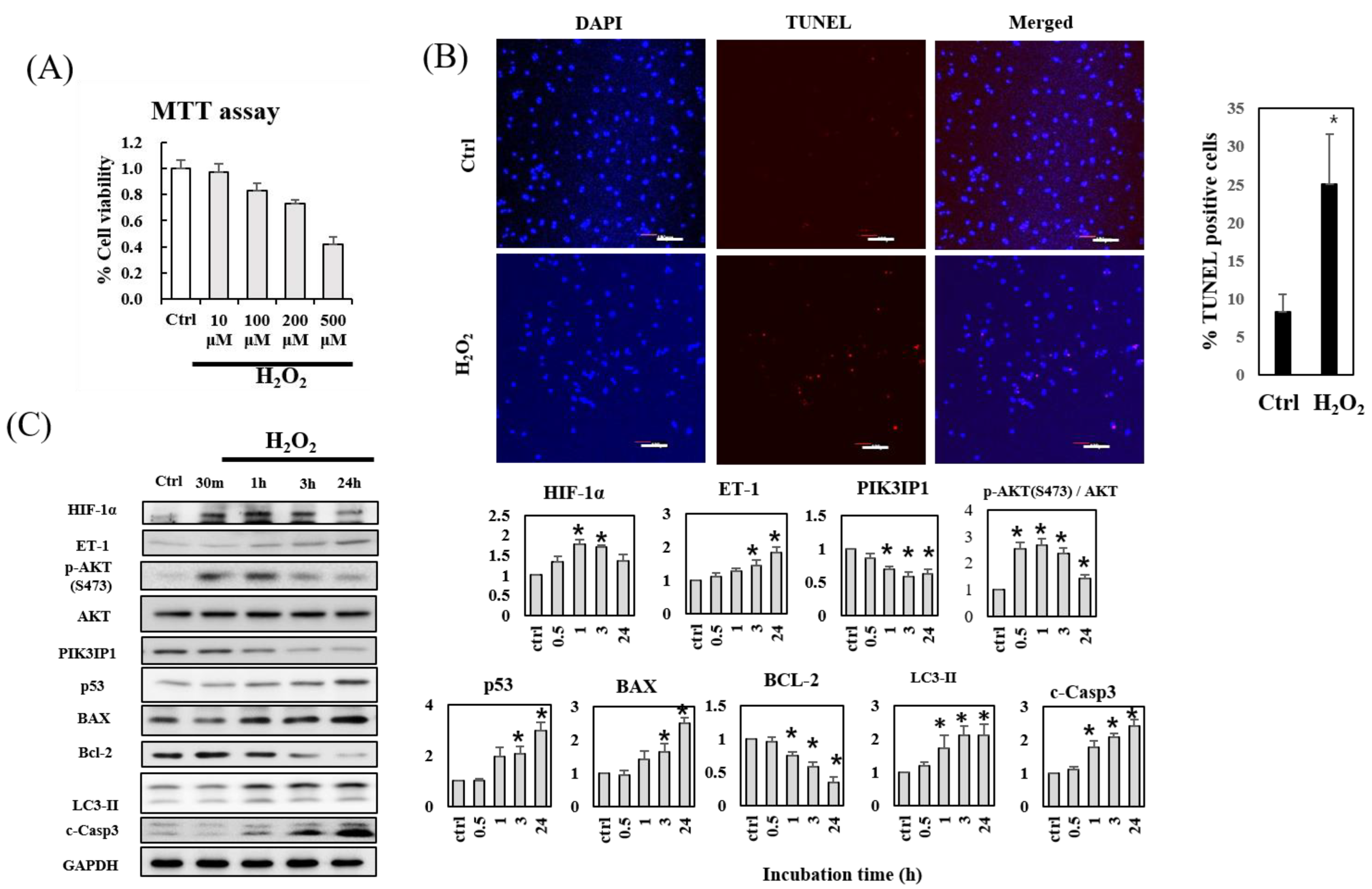 Cells 11 02162 g001 Cells 11 02162 g001