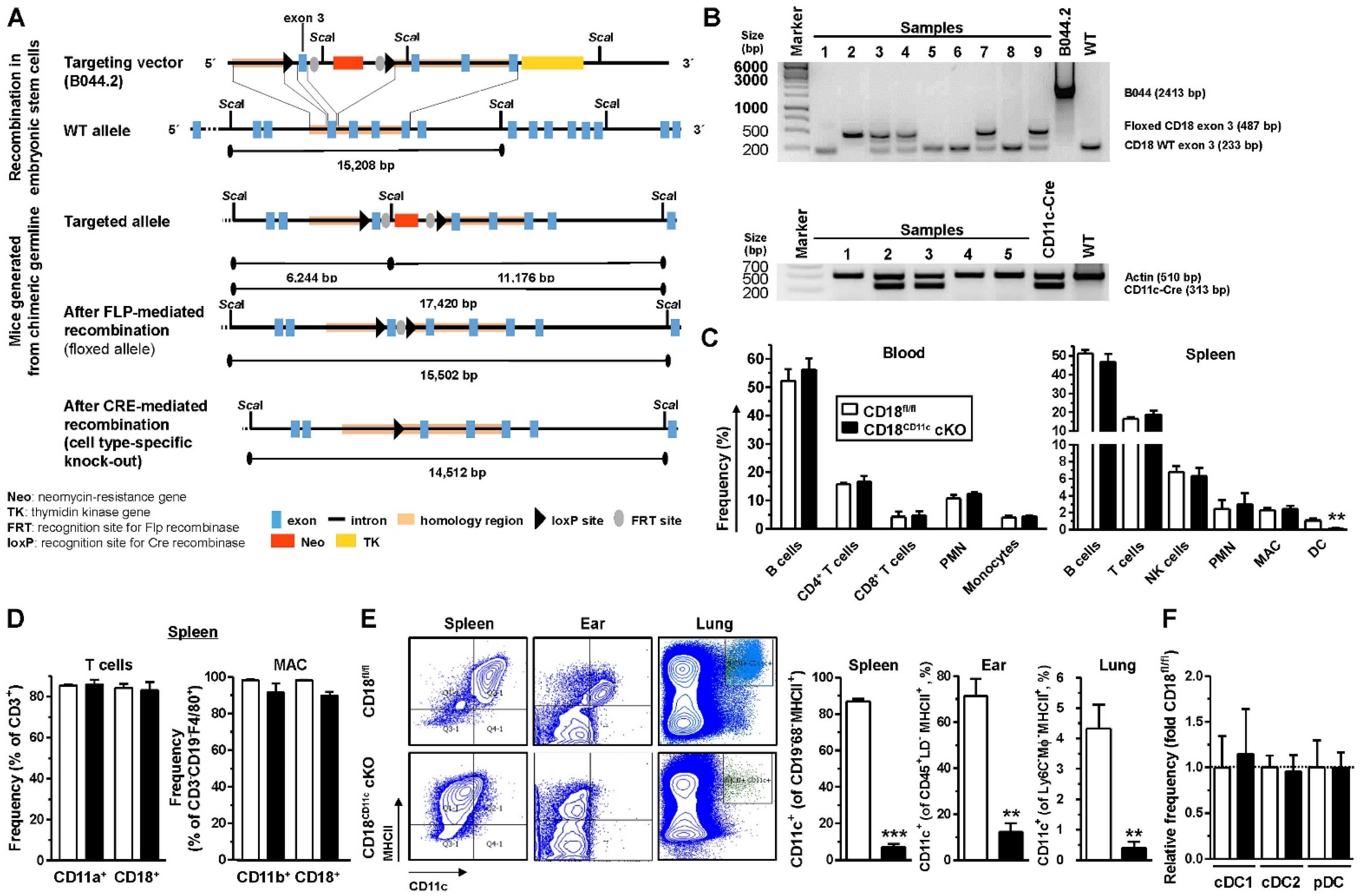 Cells 11 02188 g001 Cells 11 02188 g001