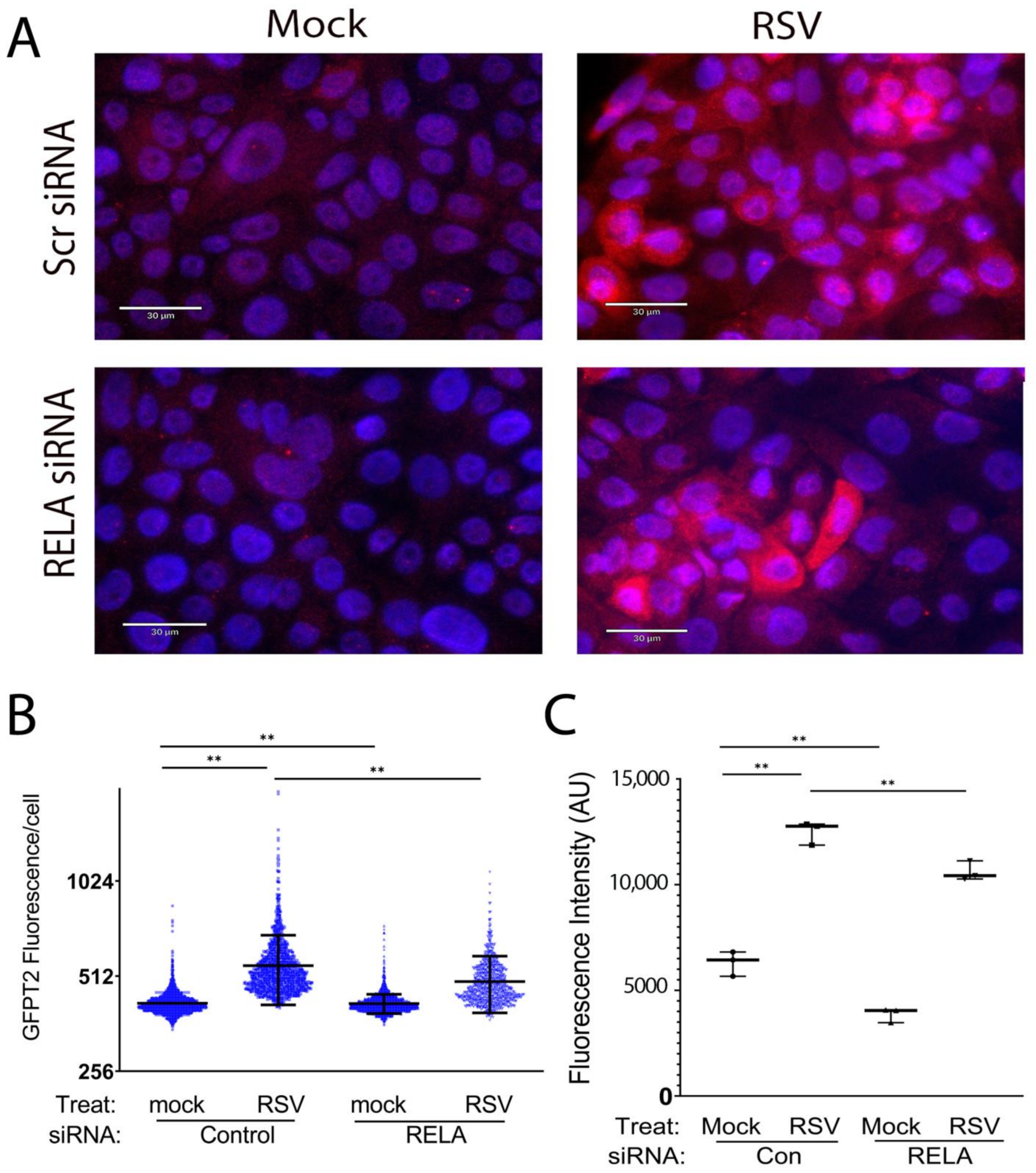 Cells 11 02210 g004