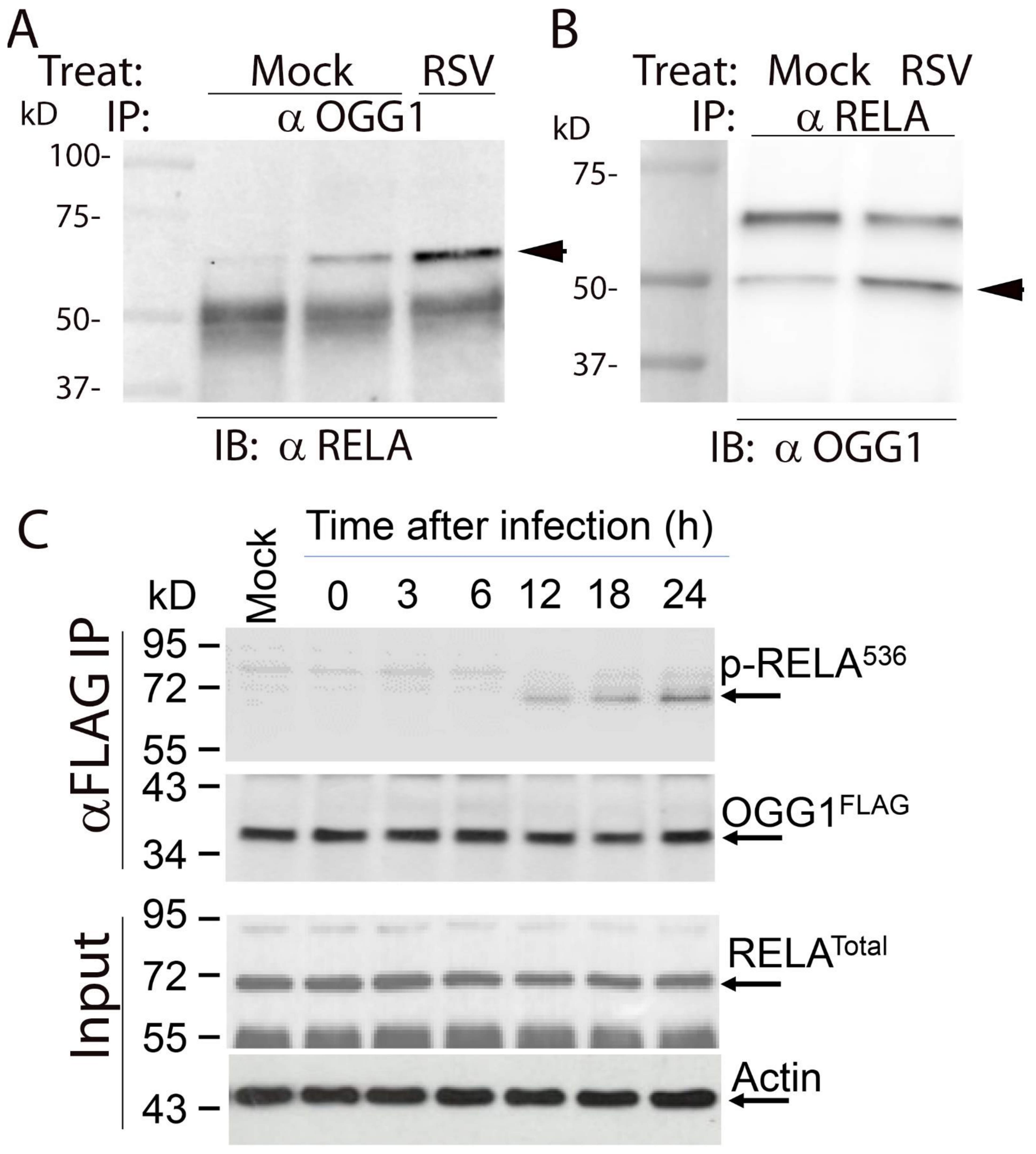 Cells 11 02210 g009