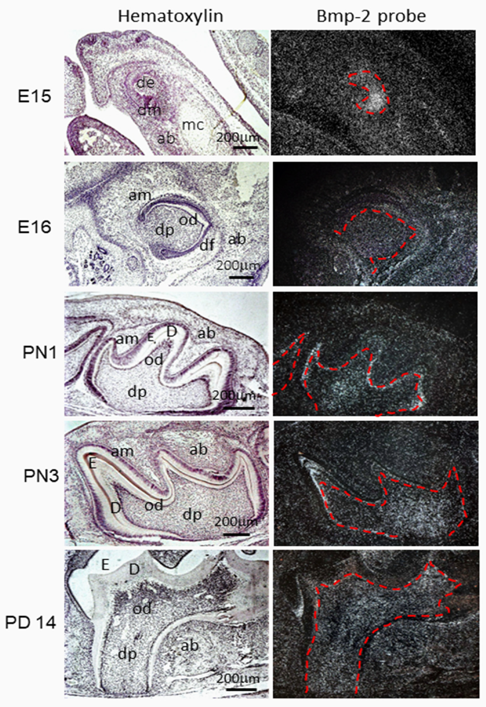 Cells 11 02216 g003 Cells 11 02216 g003
