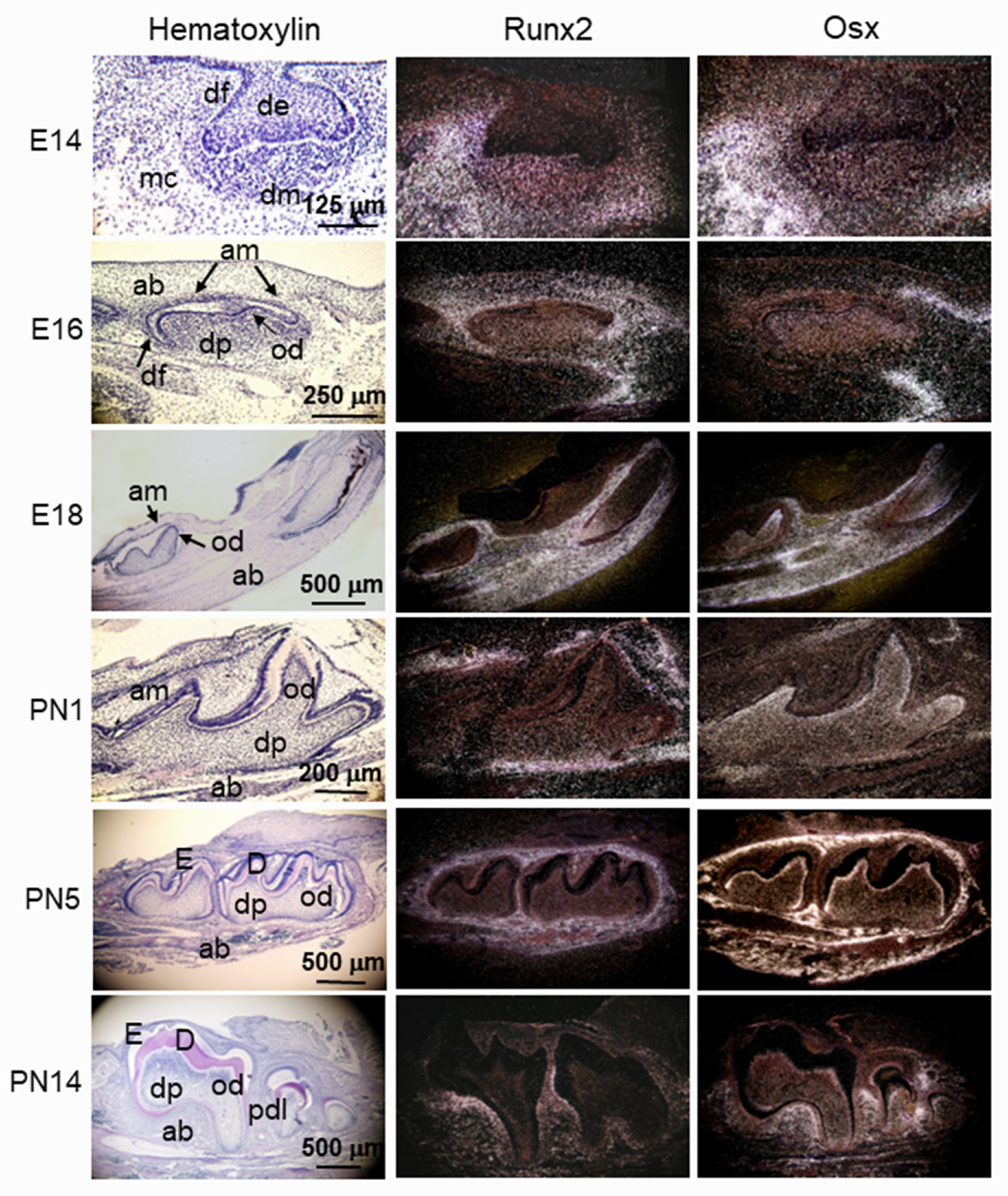 Cells 11 02216 g006 Cells 11 02216 g006