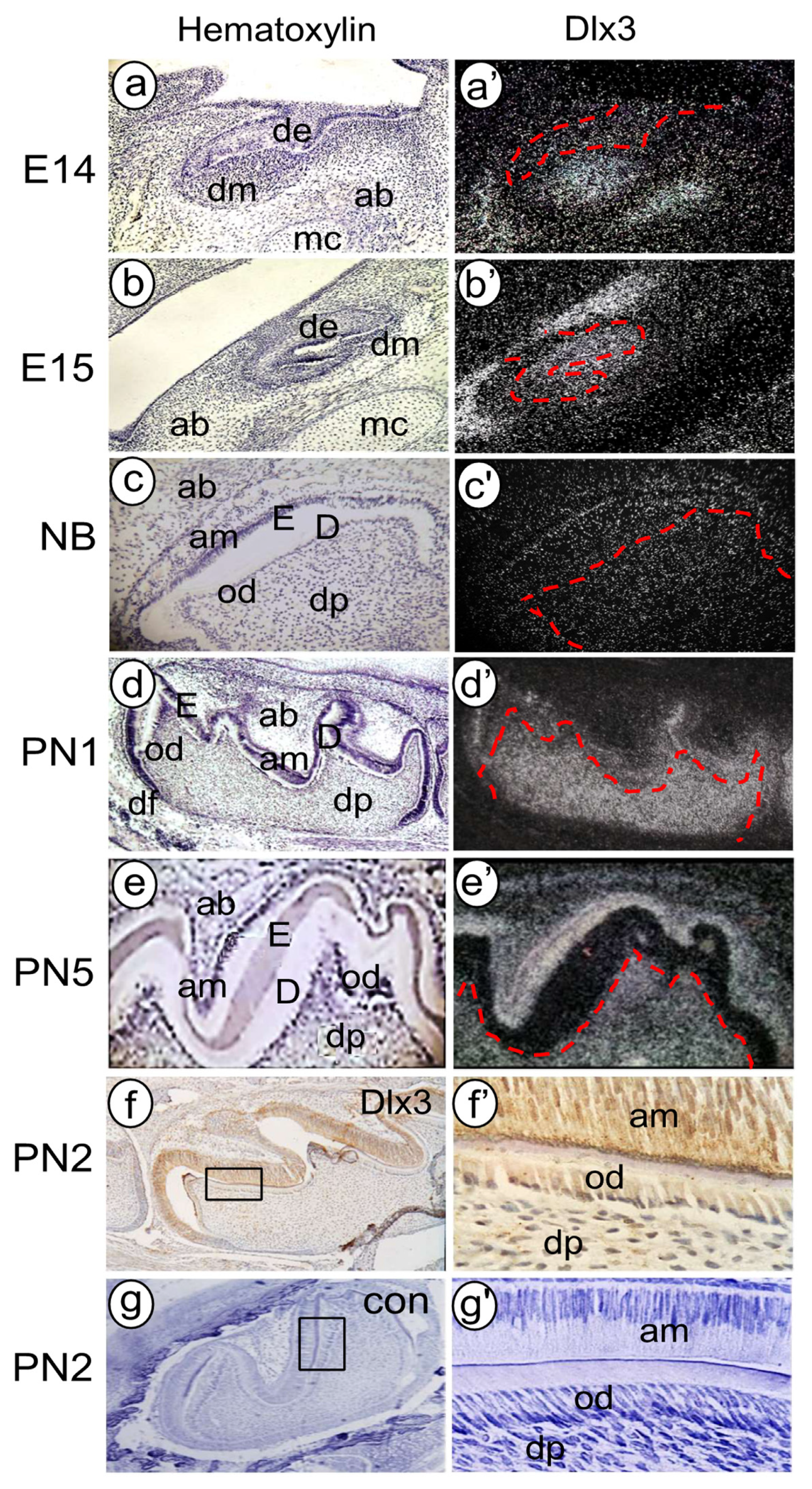 Cells 11 02216 g007 Cells 11 02216 g007