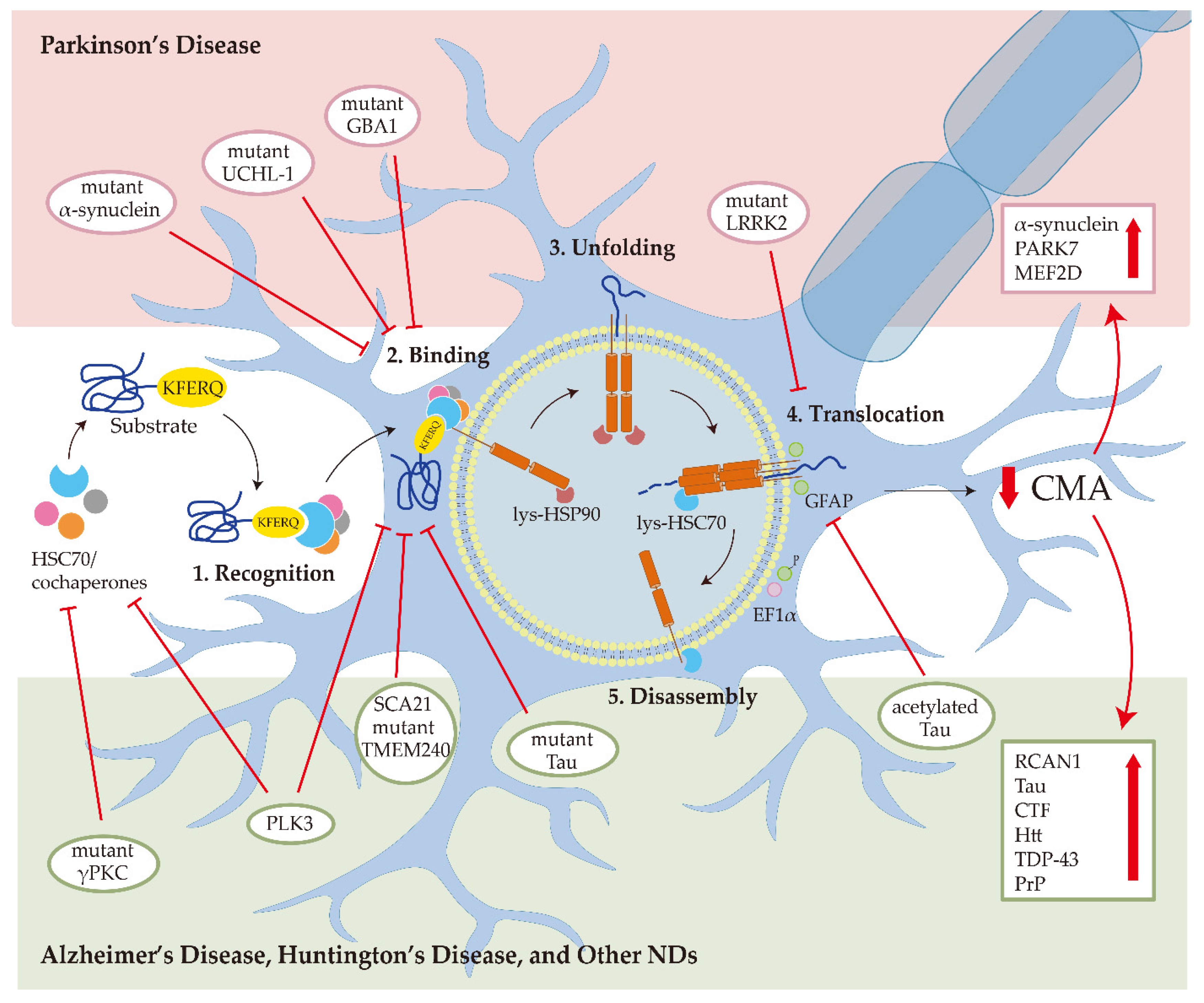 Cells 11 02250 g001 Cells 11 02250 g001