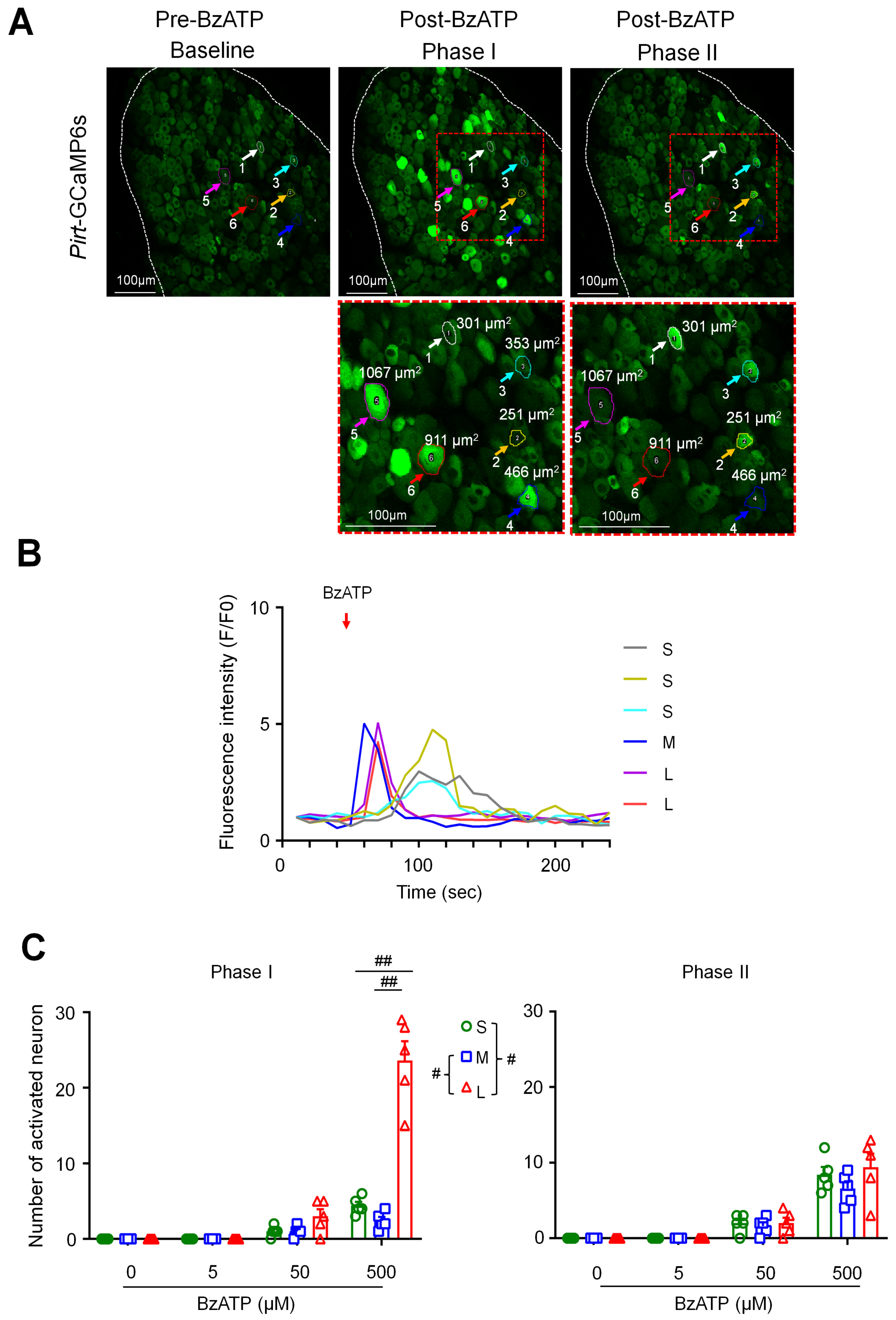 Cells 11 02280 g002