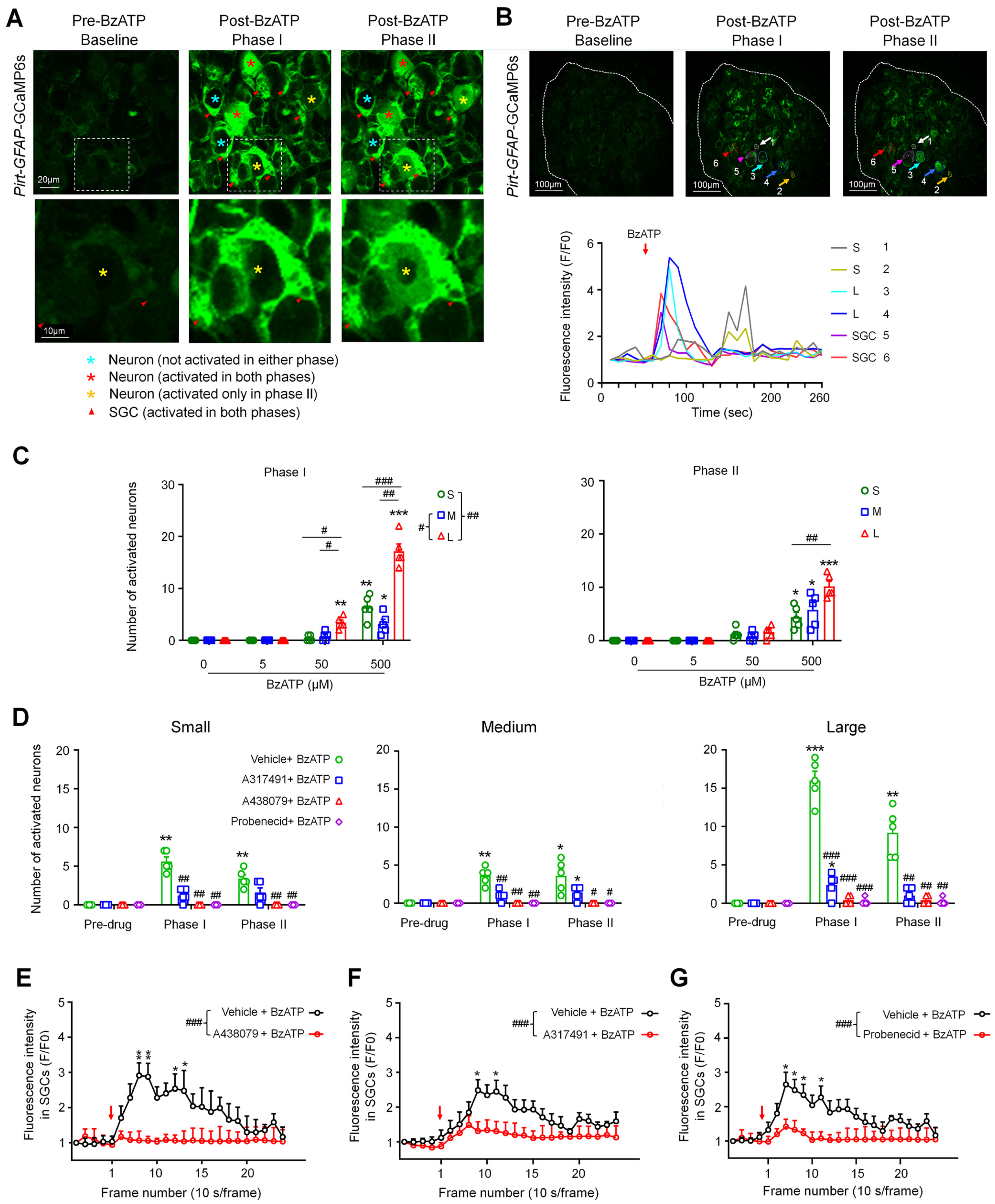 Cells 11 02280 g003