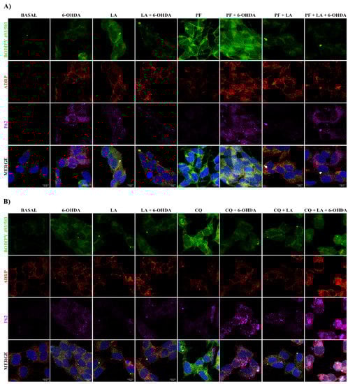 Cells 11 02297 g0a4 550