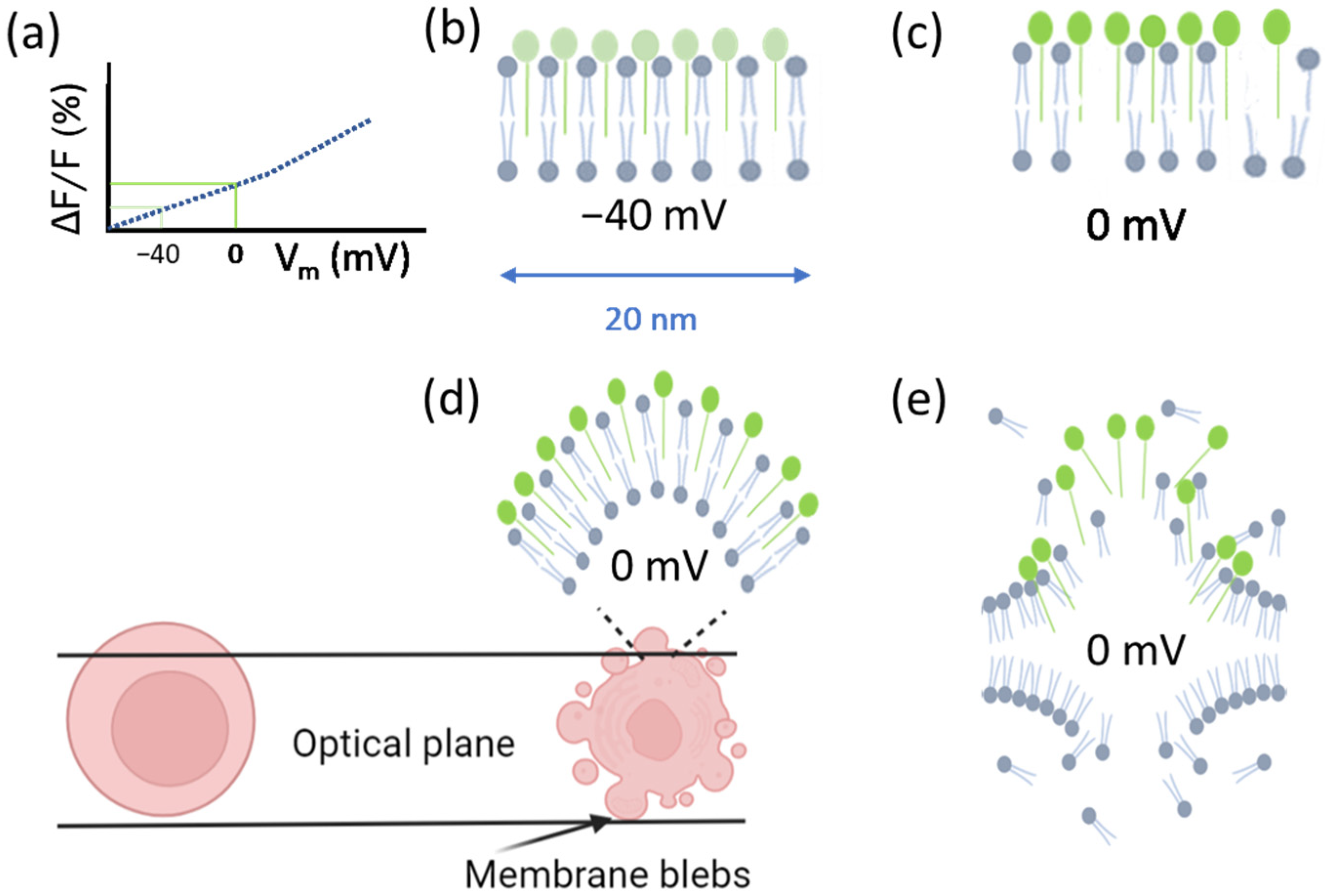 Cells 11 02314 g001 Cells 11 02314 g001