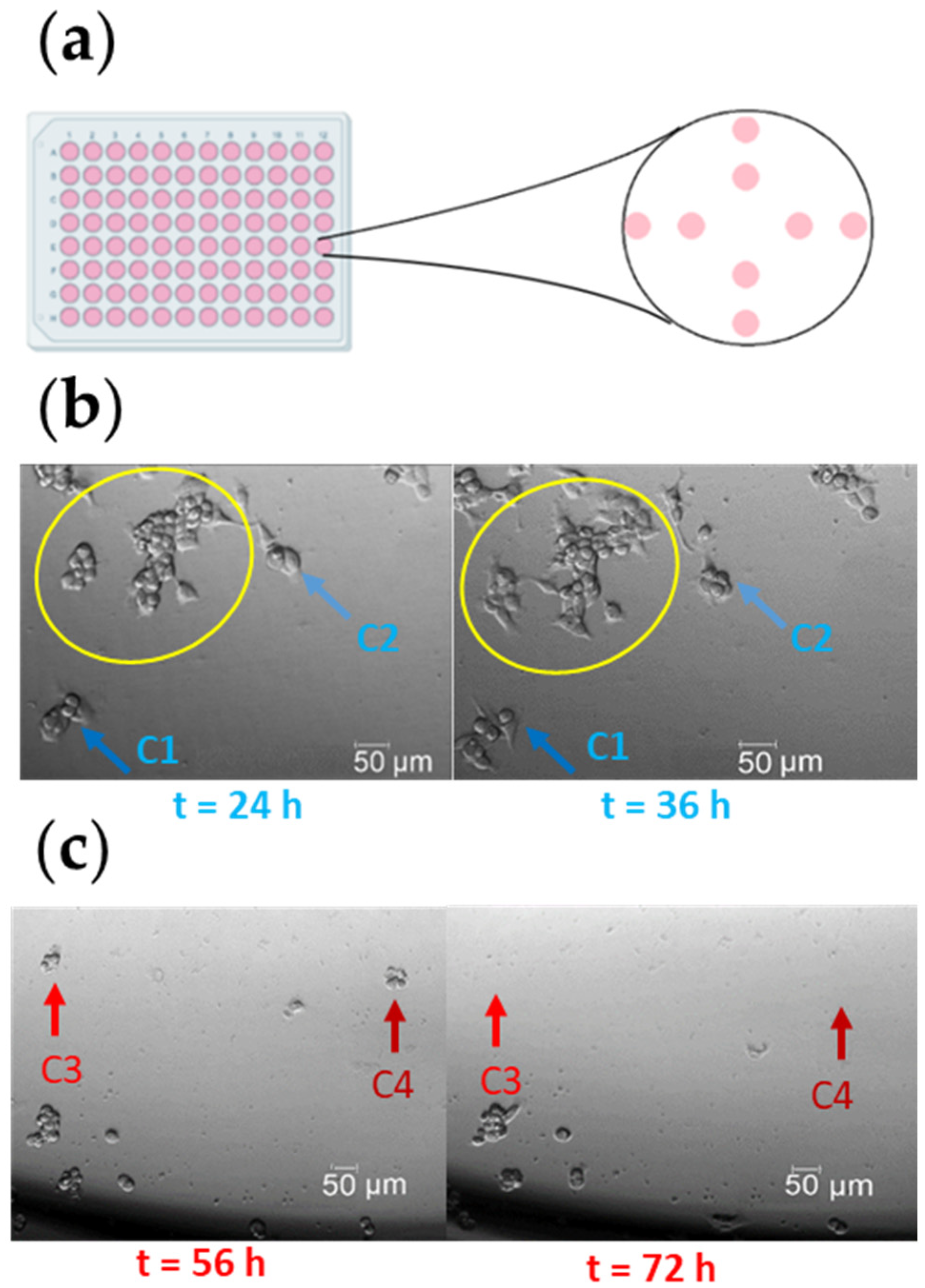 Cells 11 02314 g002 Cells 11 02314 g002