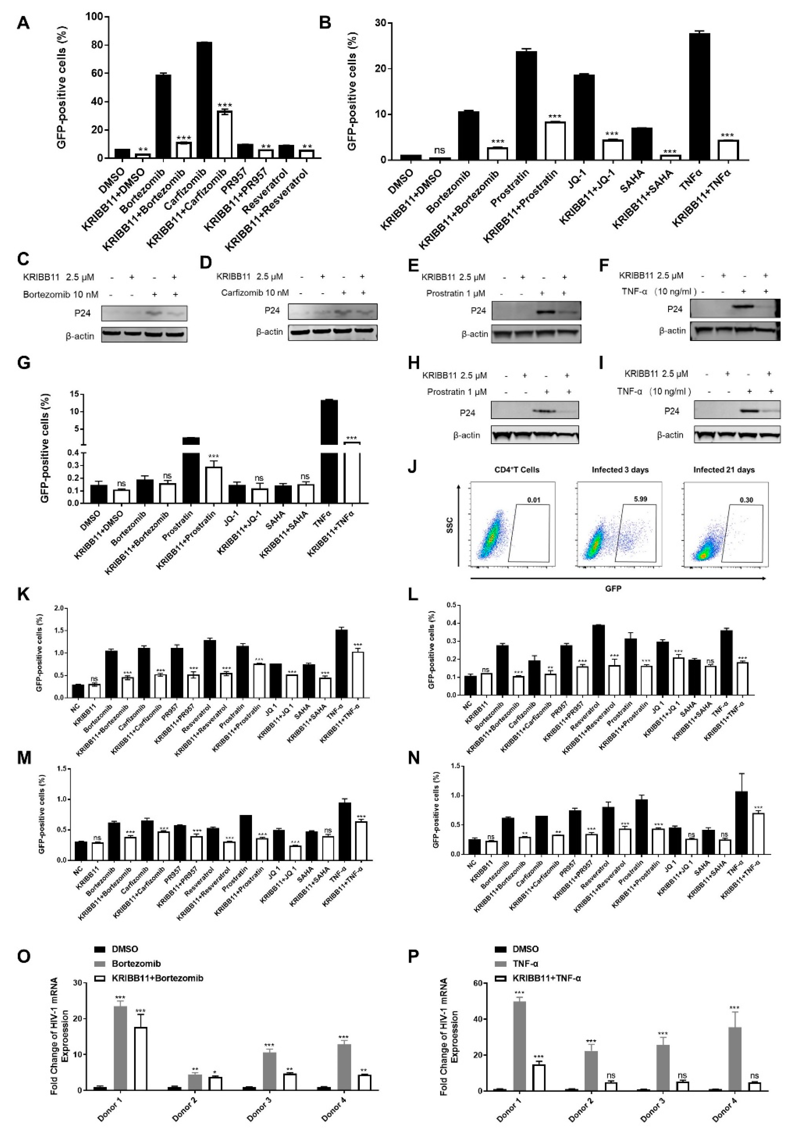 Cells 11 02331 g002 Cells 11 02331 g002