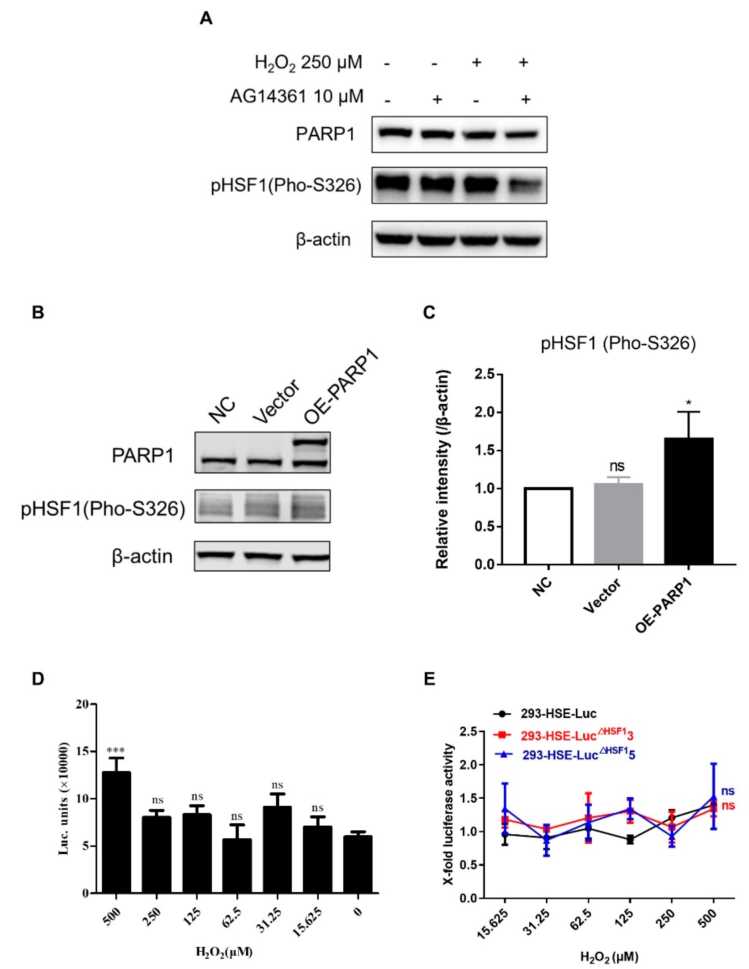 Cells 11 02331 g006 Cells 11 02331 g006