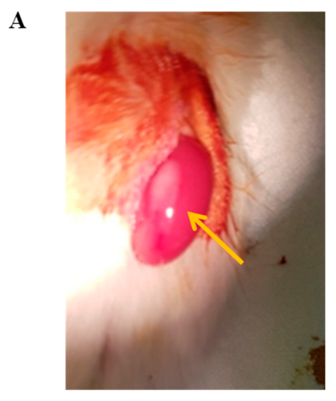 Cells 11 02335 g005a