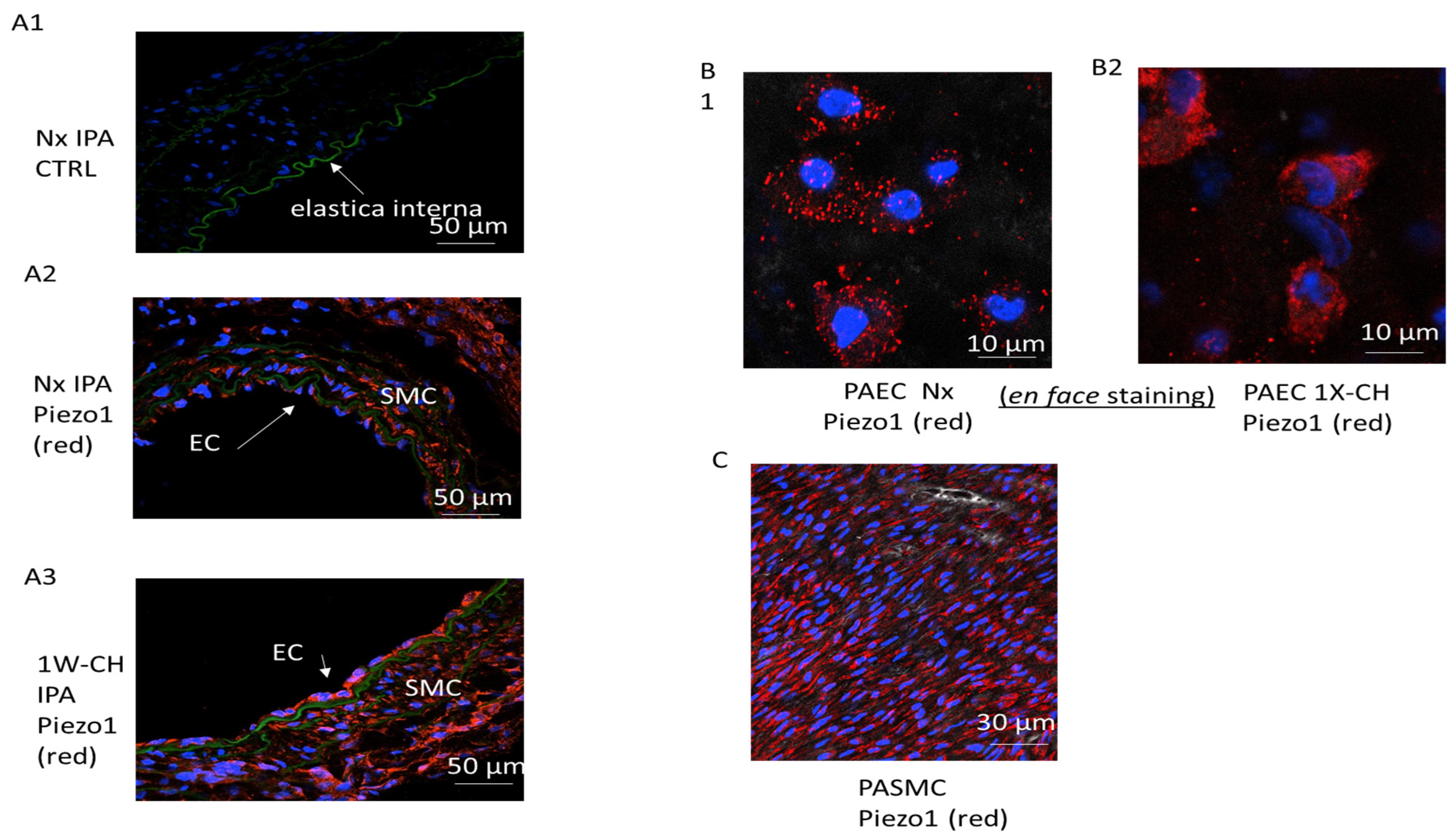 Cells 11 02349 g002 Cells 11 02349 g002