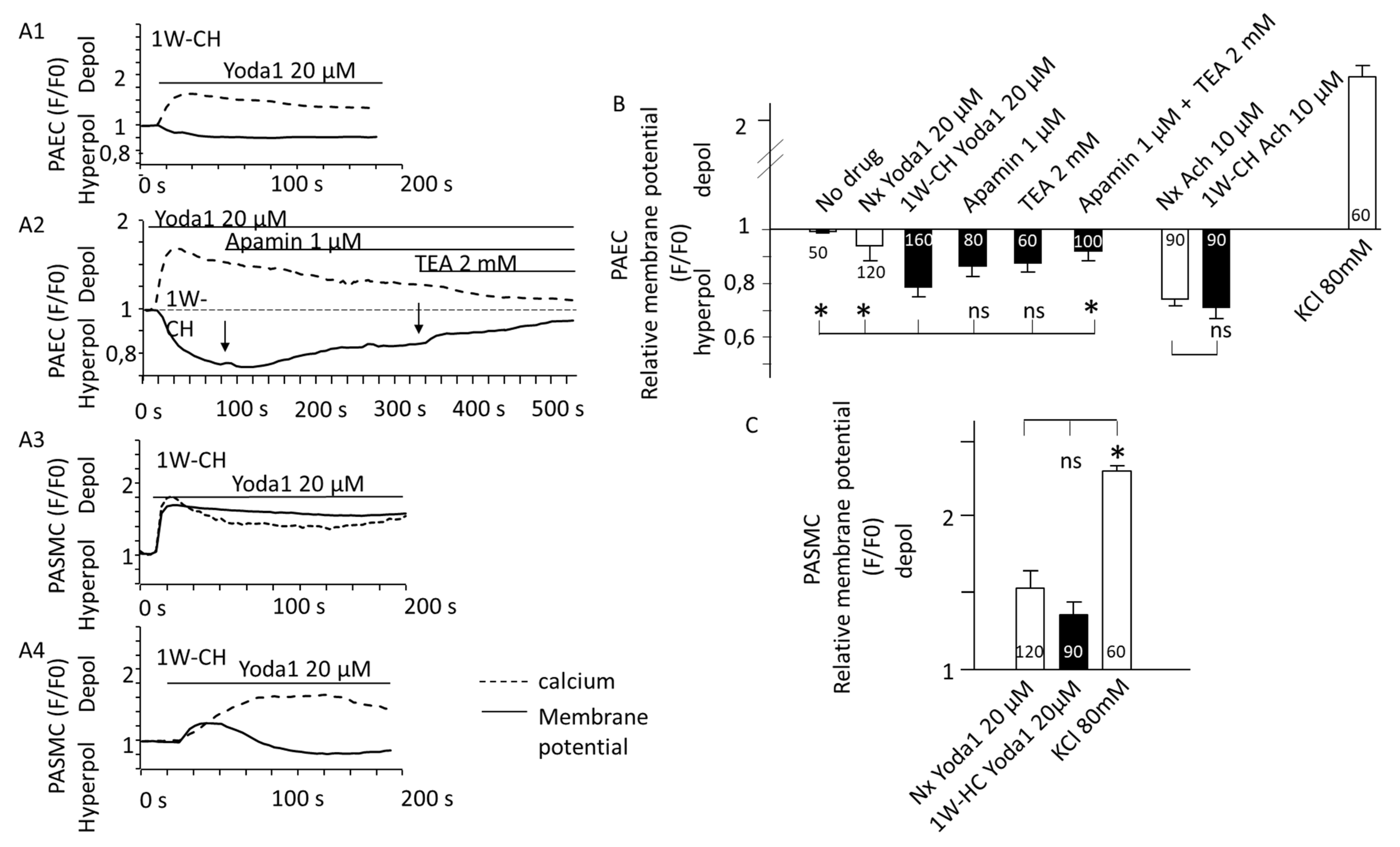 Cells 11 02349 g007 Cells 11 02349 g007