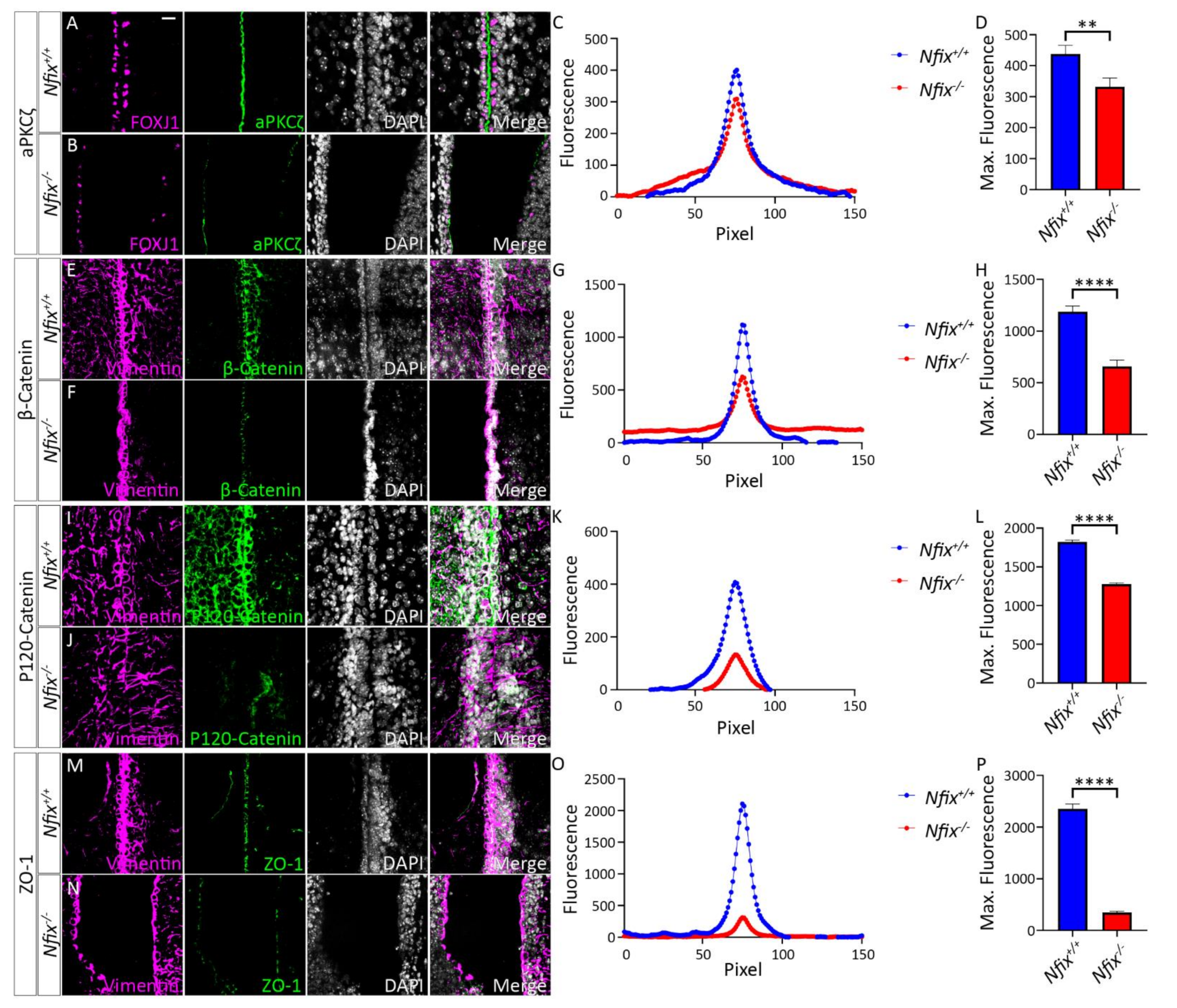 Cells 11 02377 g001 Cells 11 02377 g001