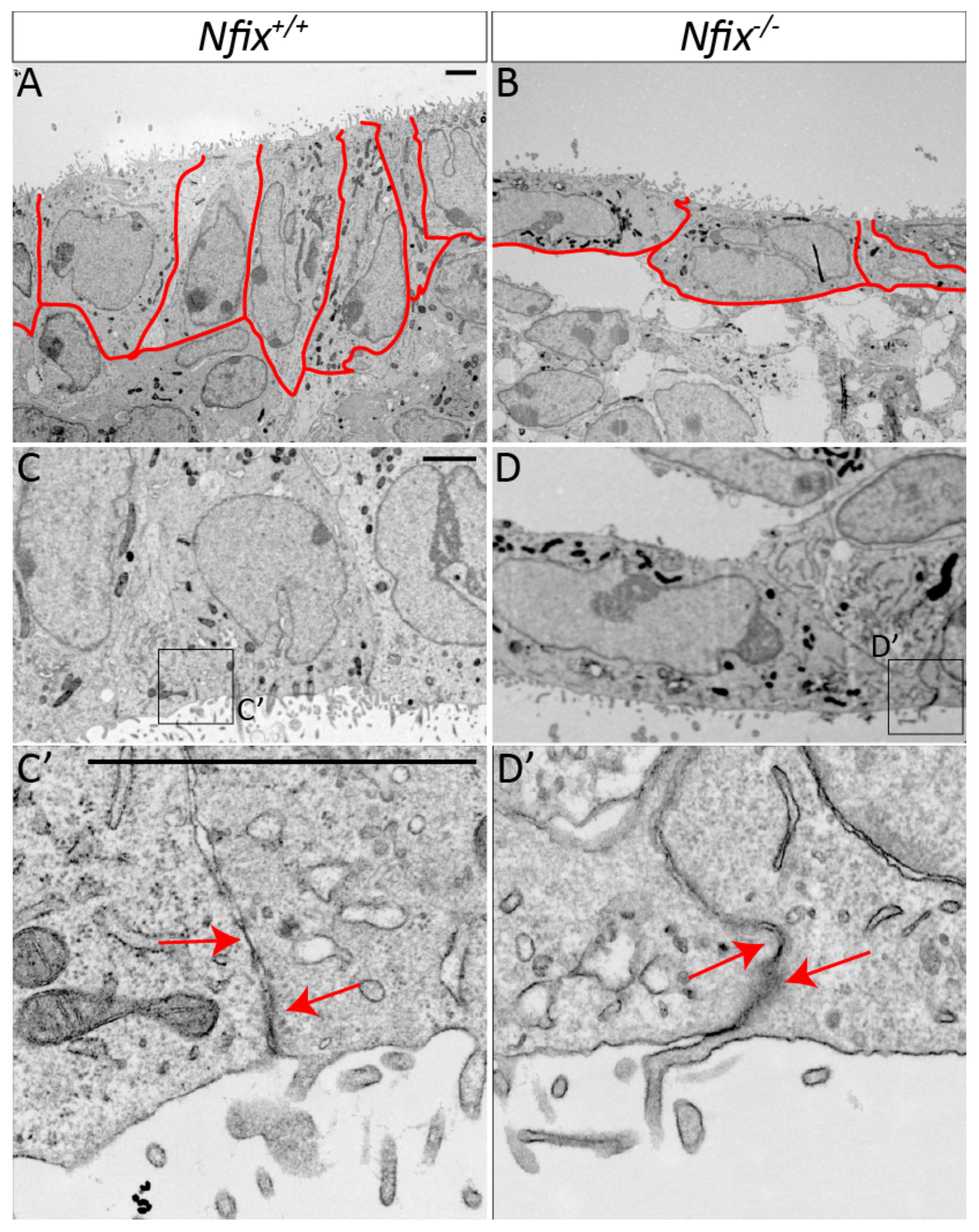Cells 11 02377 g002 Cells 11 02377 g002