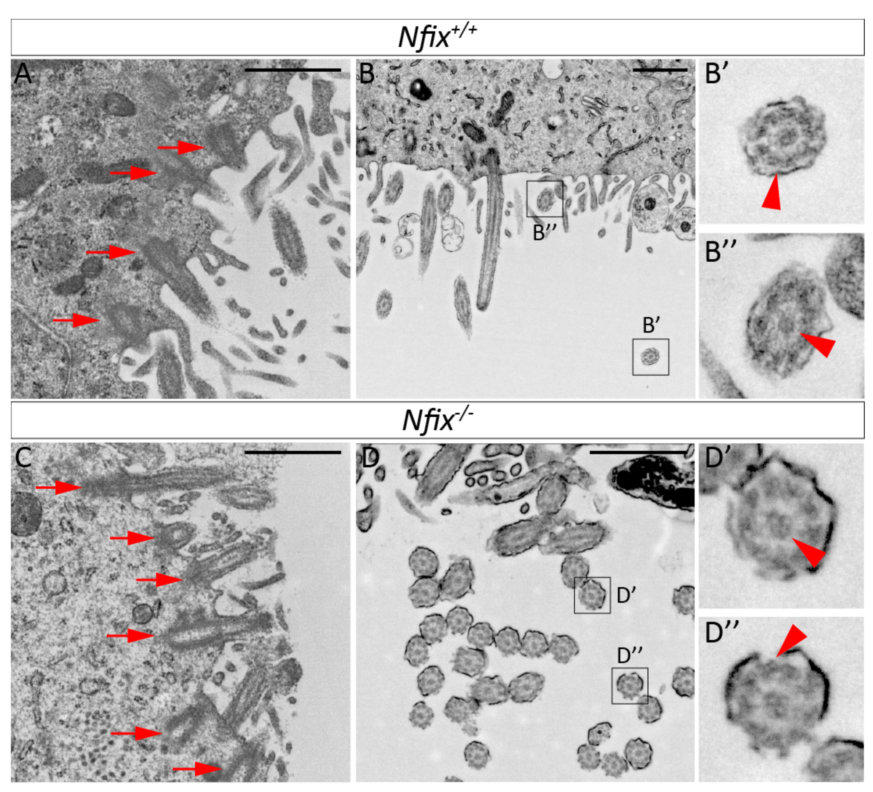 Cells 11 02377 g003 Cells 11 02377 g003