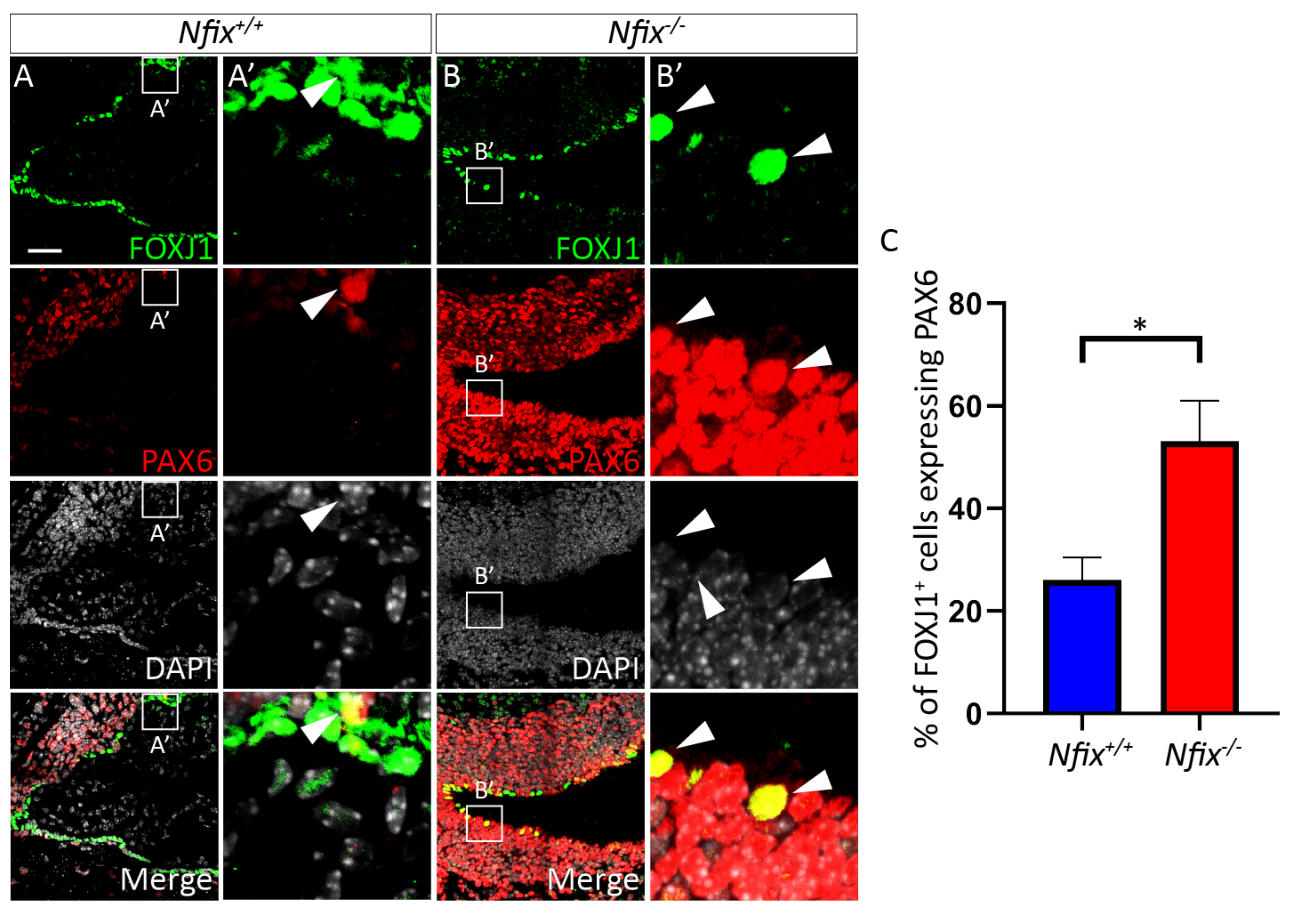 Cells 11 02377 g004 Cells 11 02377 g004