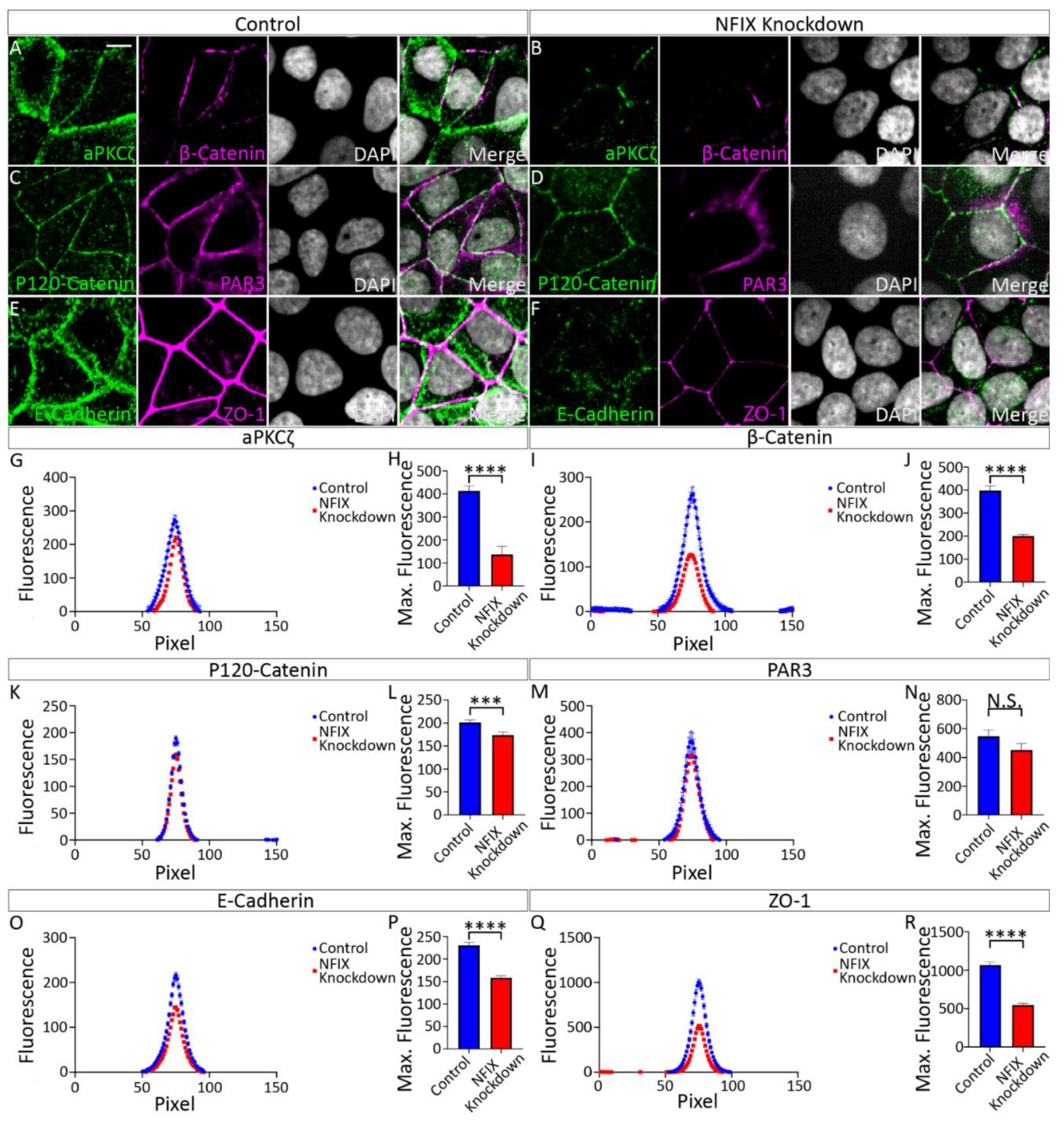 Cells 11 02377 g005 Cells 11 02377 g005