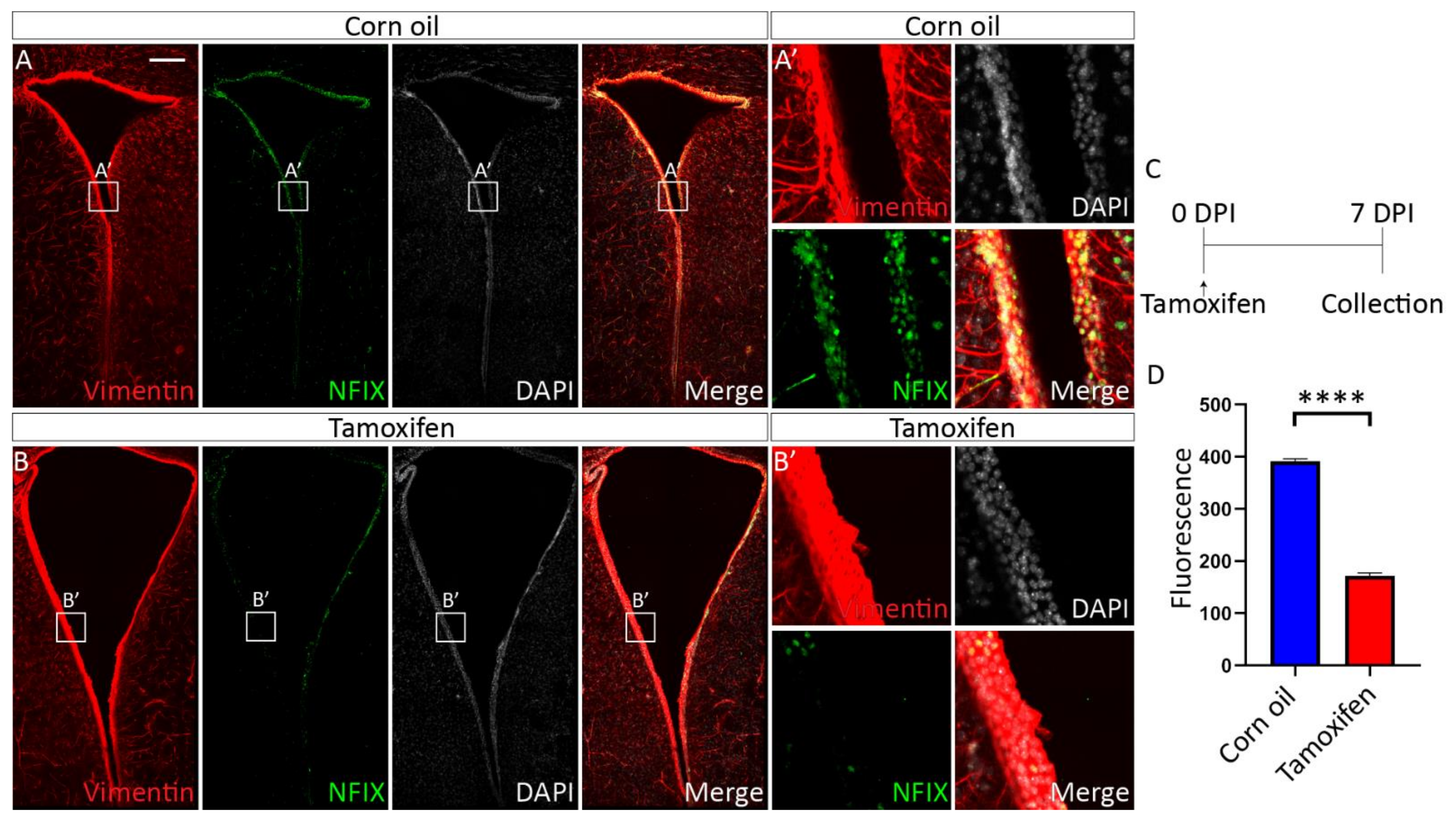 Cells 11 02377 g006 Cells 11 02377 g006