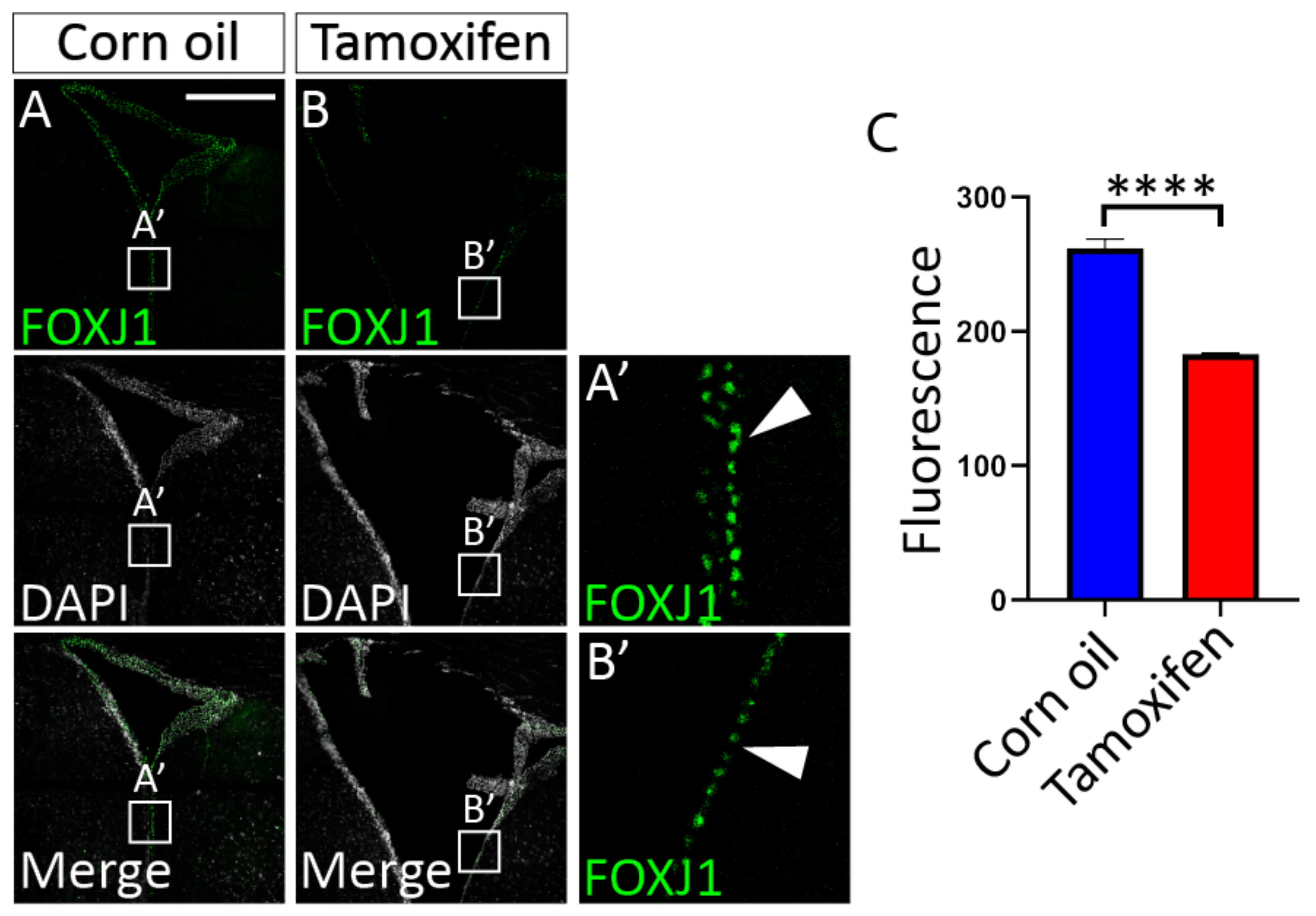Cells 11 02377 g007 Cells 11 02377 g007