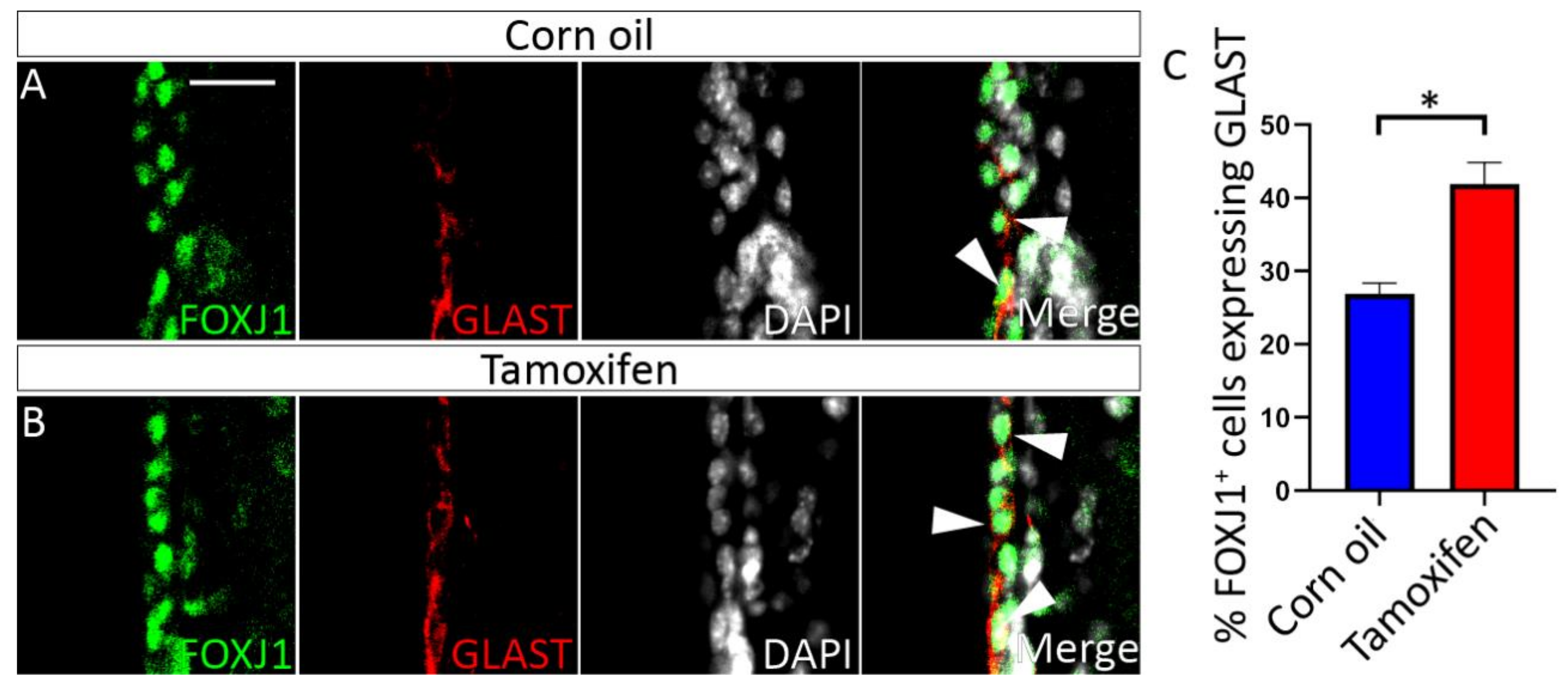 Cells 11 02377 g008 Cells 11 02377 g008