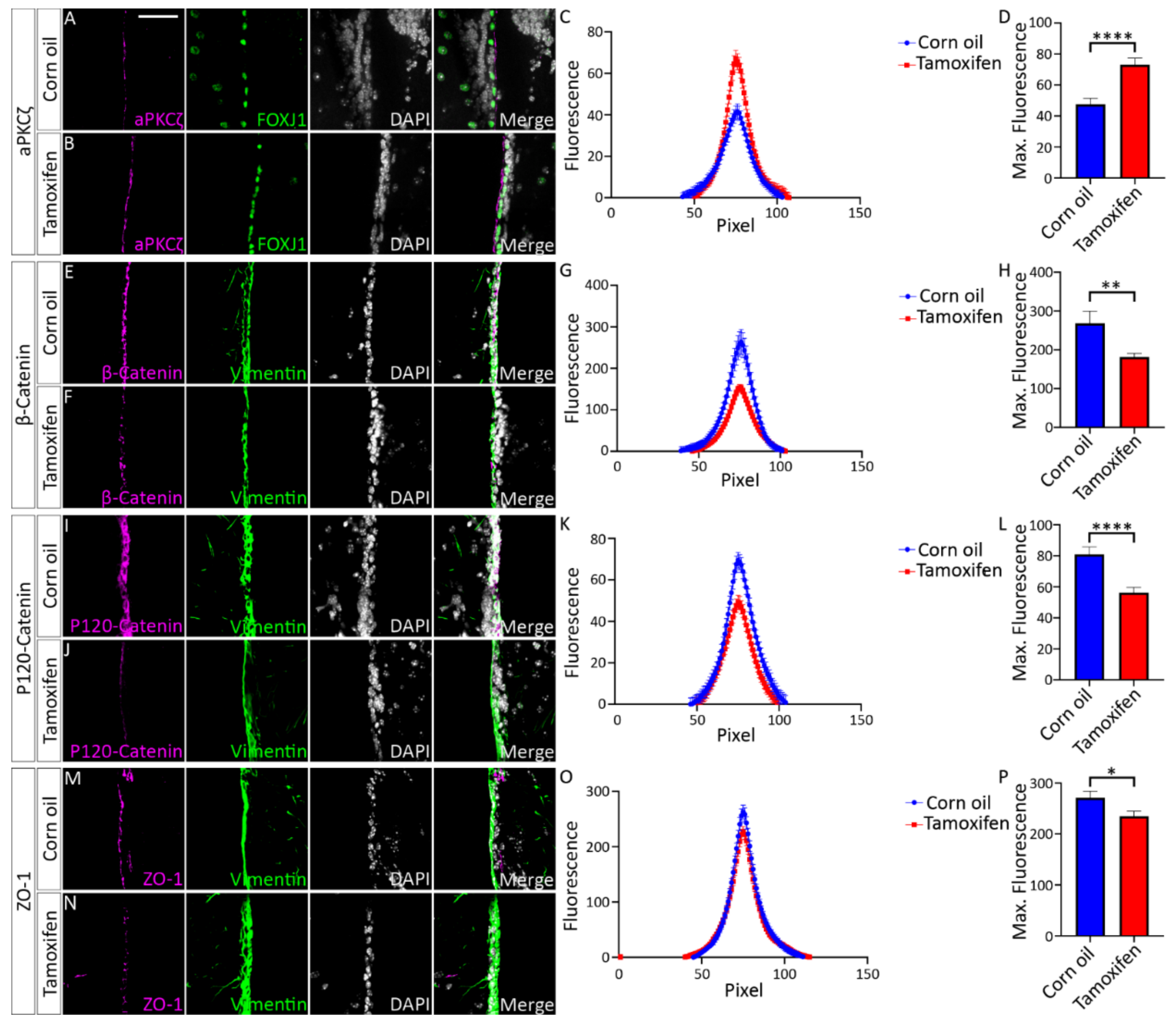 Cells 11 02377 g009 Cells 11 02377 g009