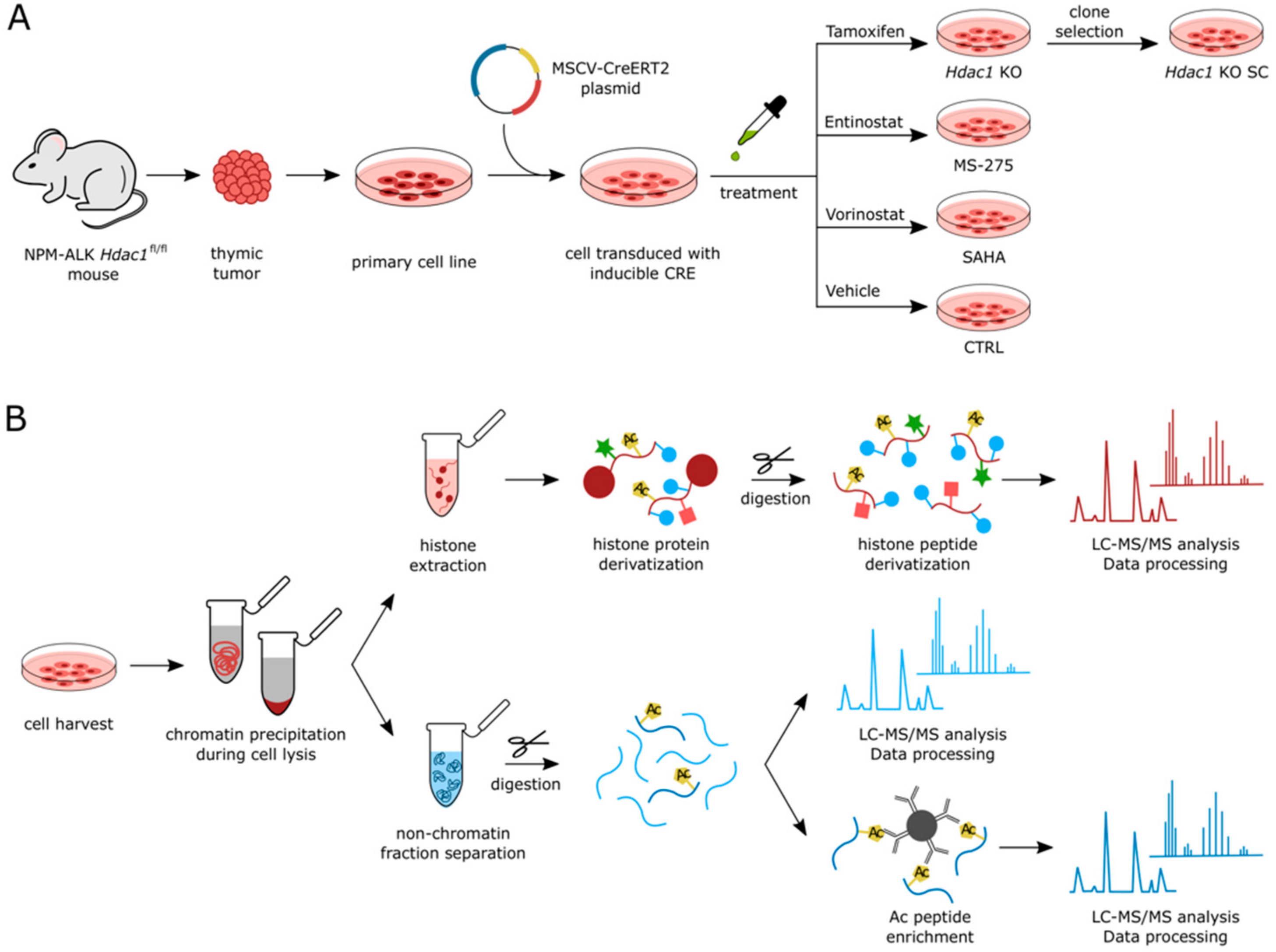 Cells 11 02380 g001 Cells 11 02380 g001