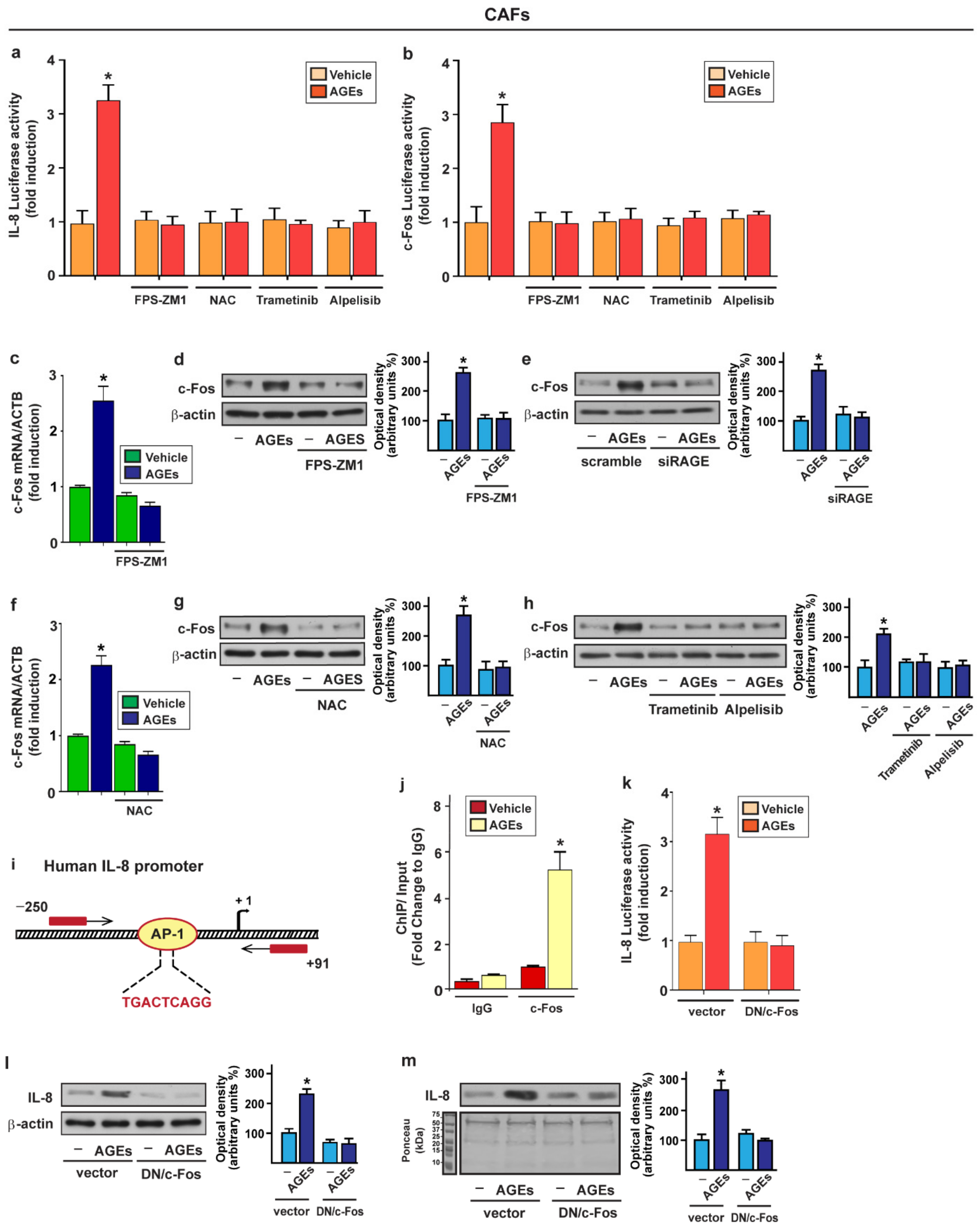 Cells 11 02402 g003 Cells 11 02402 g003