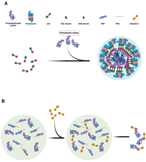 Cells 11 02415 g001 550