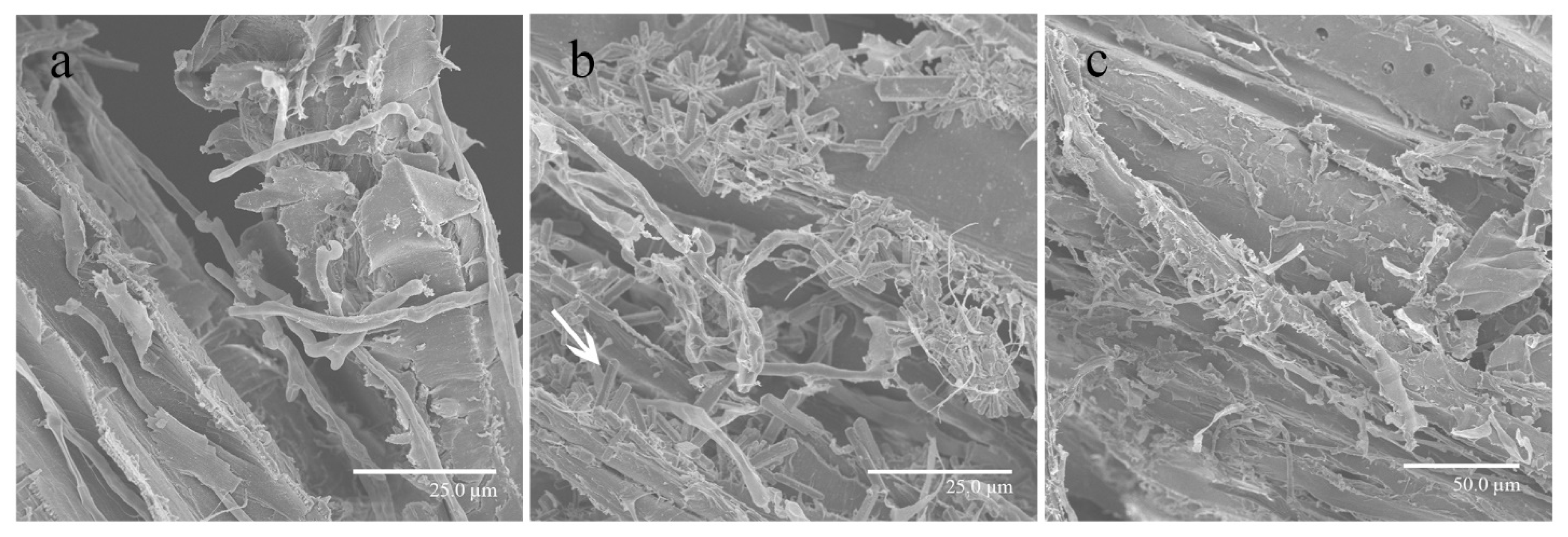 Cells 11 02423 g007 Cells 11 02423 g007