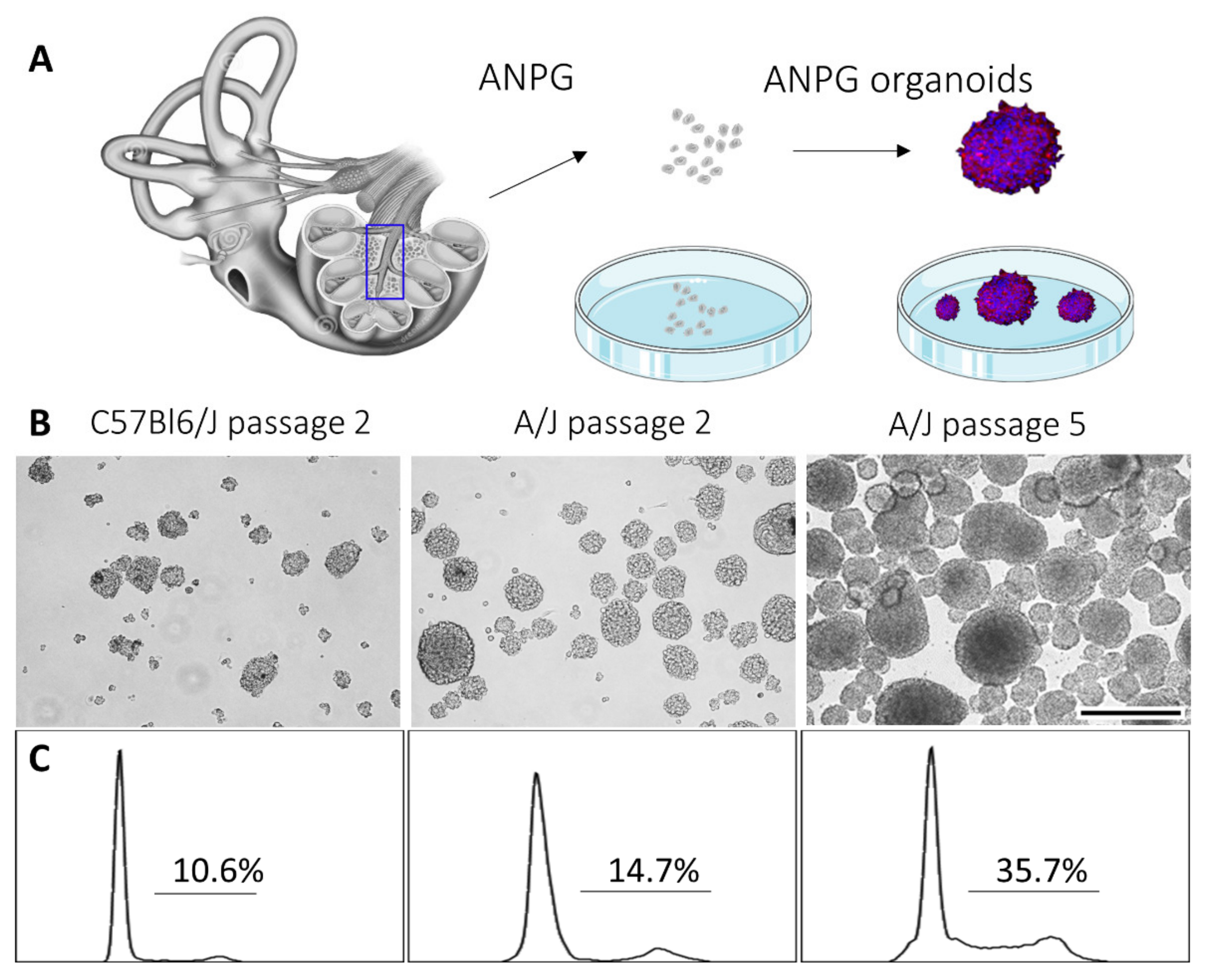 Cells 11 02431 g001 Cells 11 02431 g001