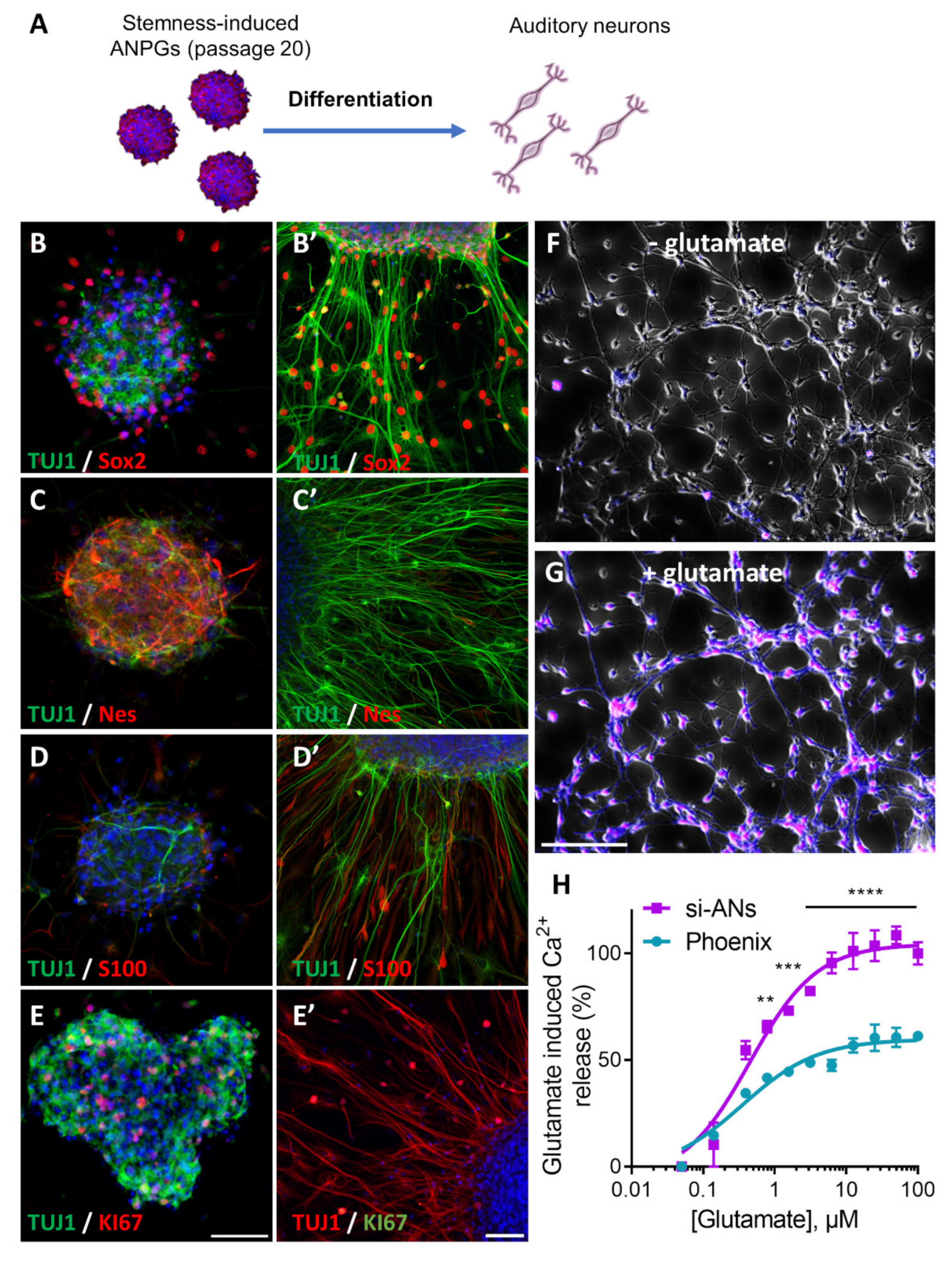 Cells 11 02431 g006 Cells 11 02431 g006