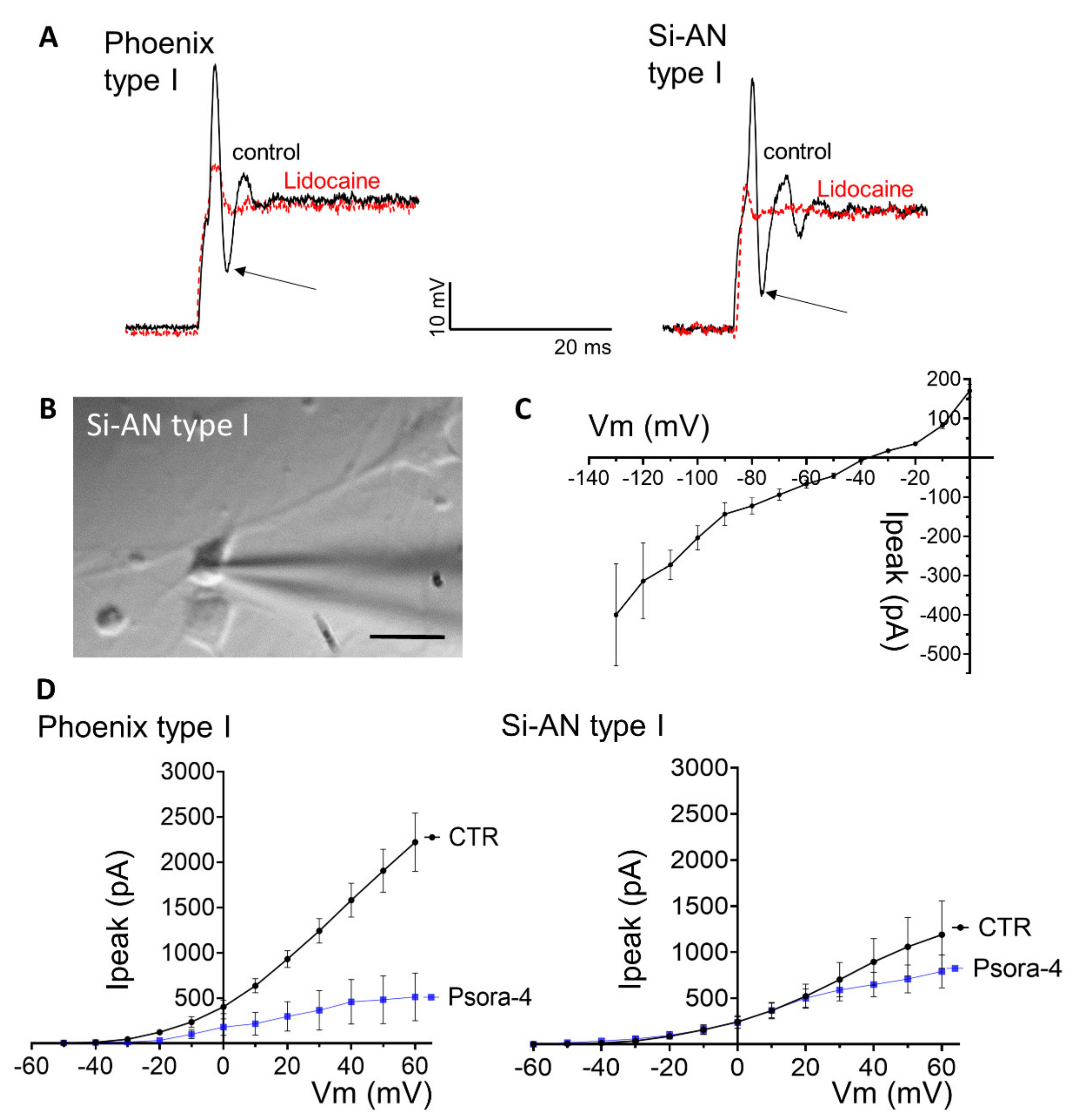 Cells 11 02431 g007 Cells 11 02431 g007