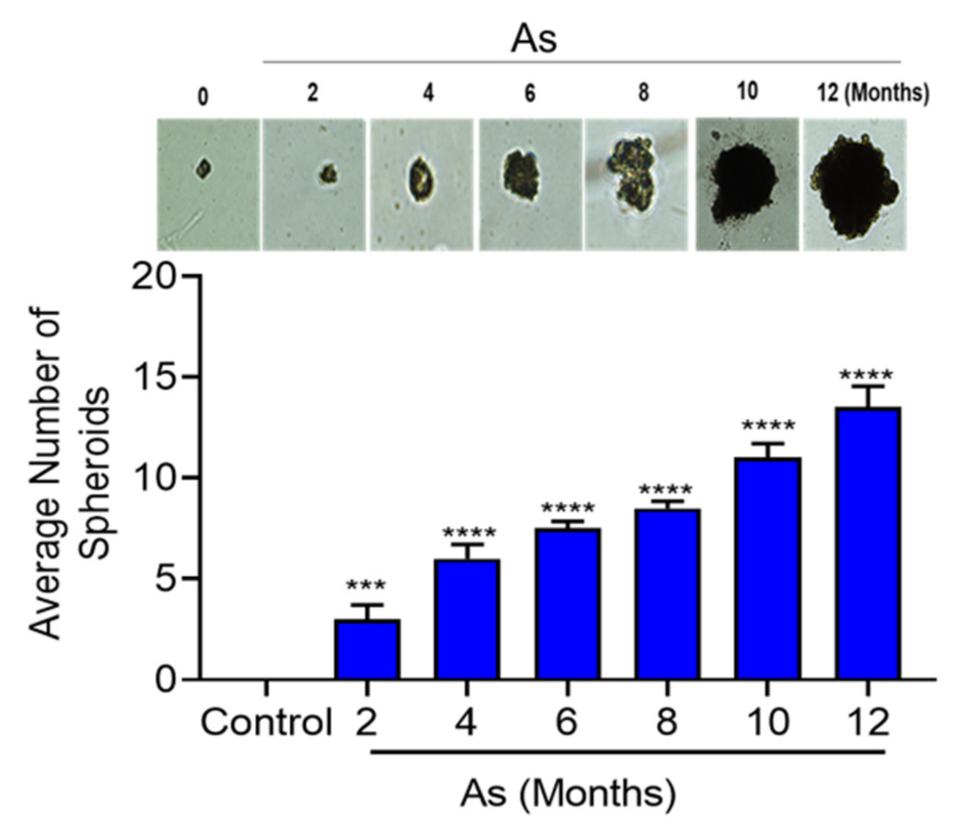Cells 11 02435 g006 Cells 11 02435 g006