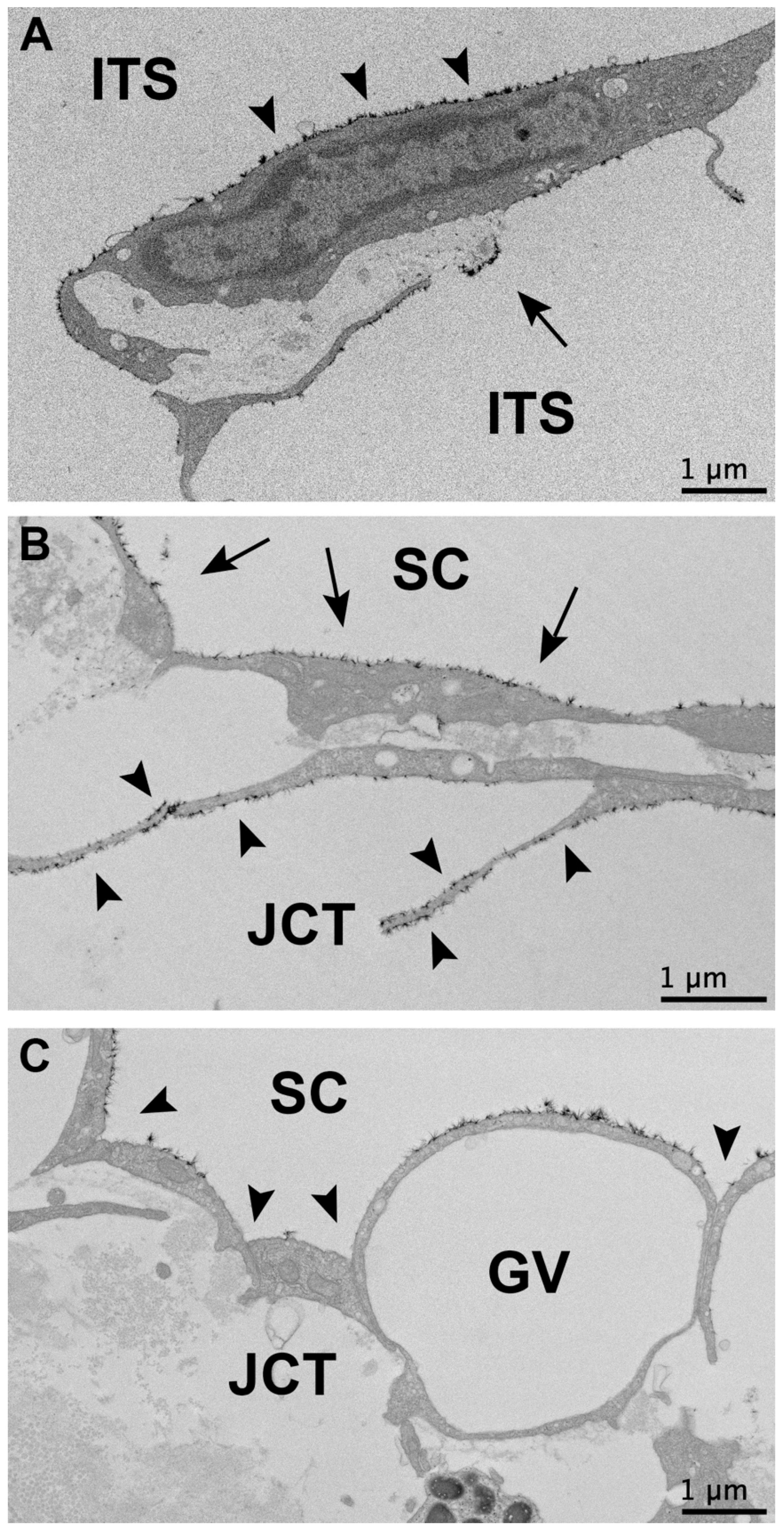 Cells 11 02452 g001