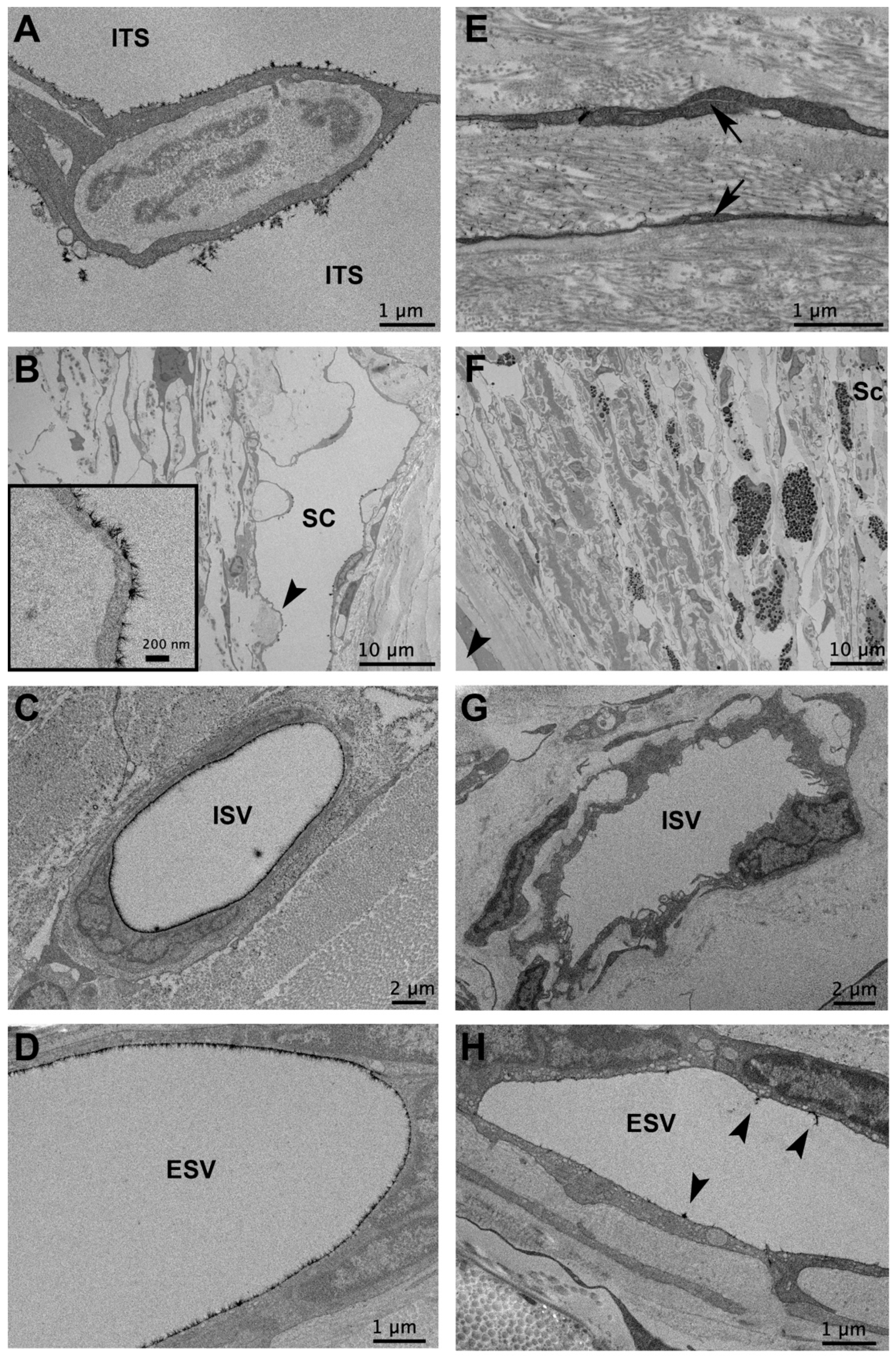 Cells 11 02452 g002