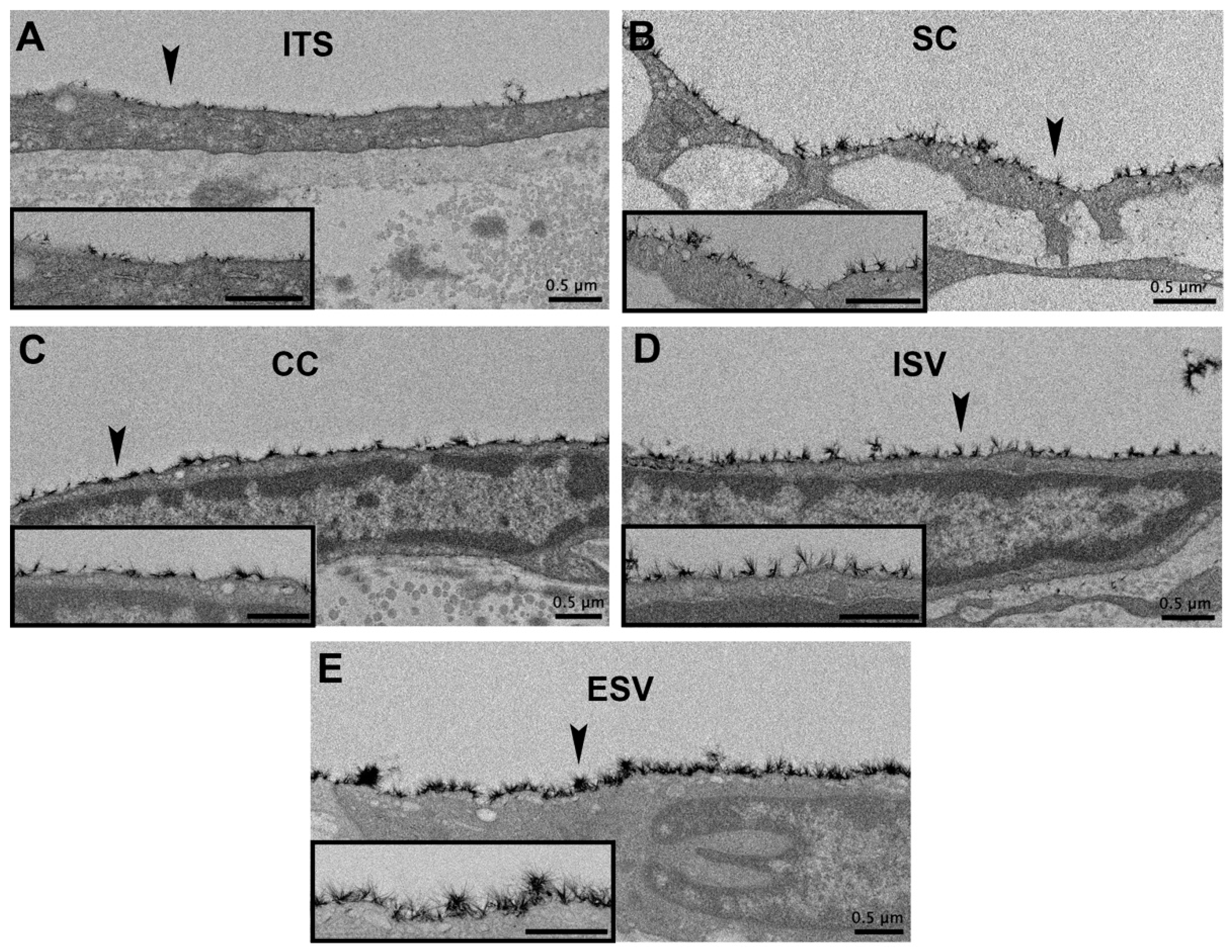 Cells 11 02452 g004
