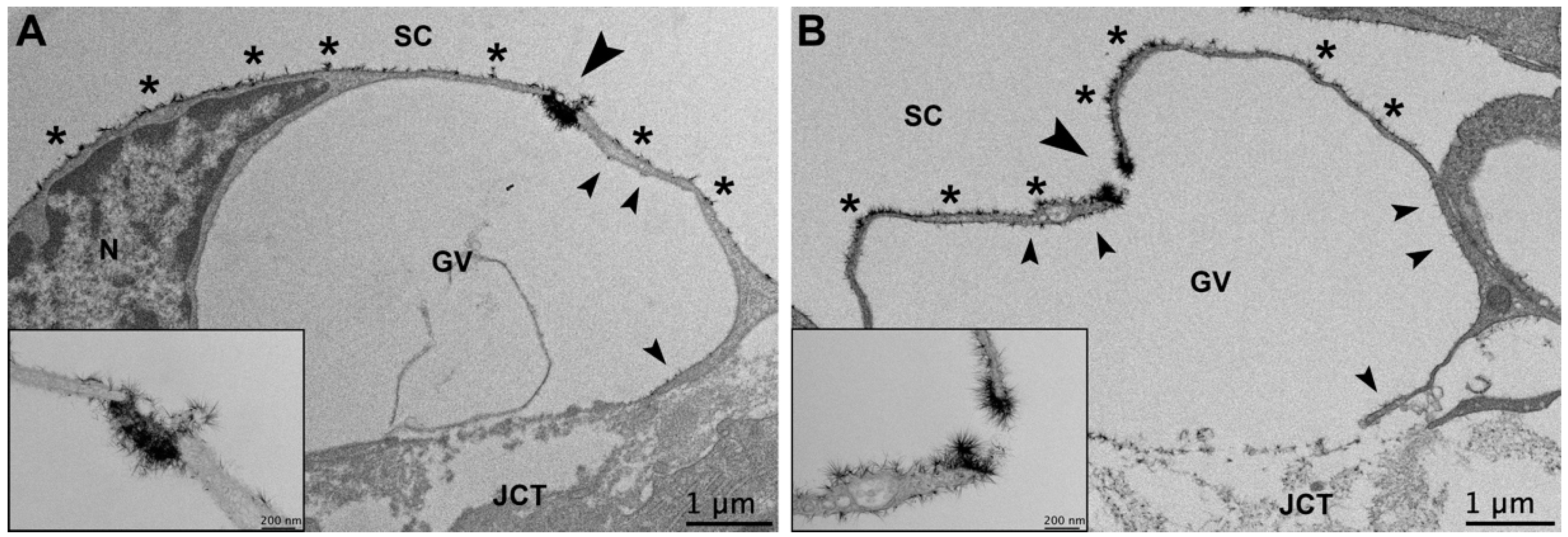 Cells 11 02452 g008