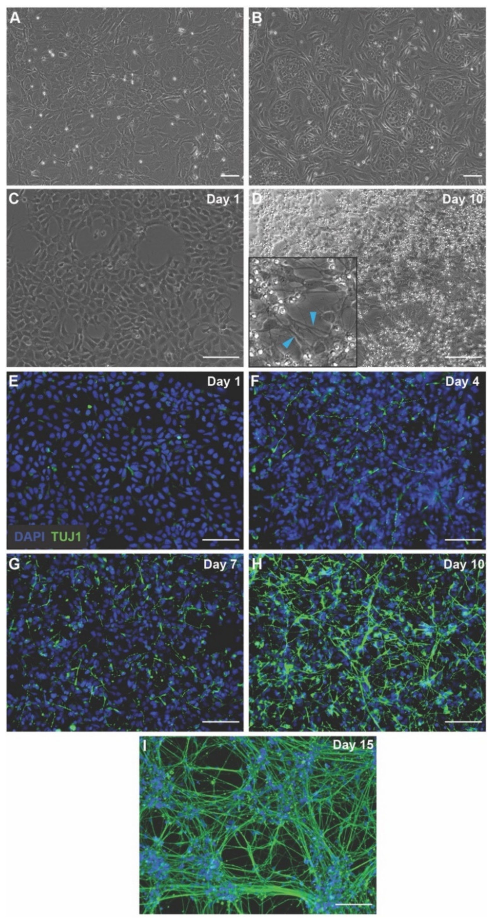 Cells 11 02470 g001