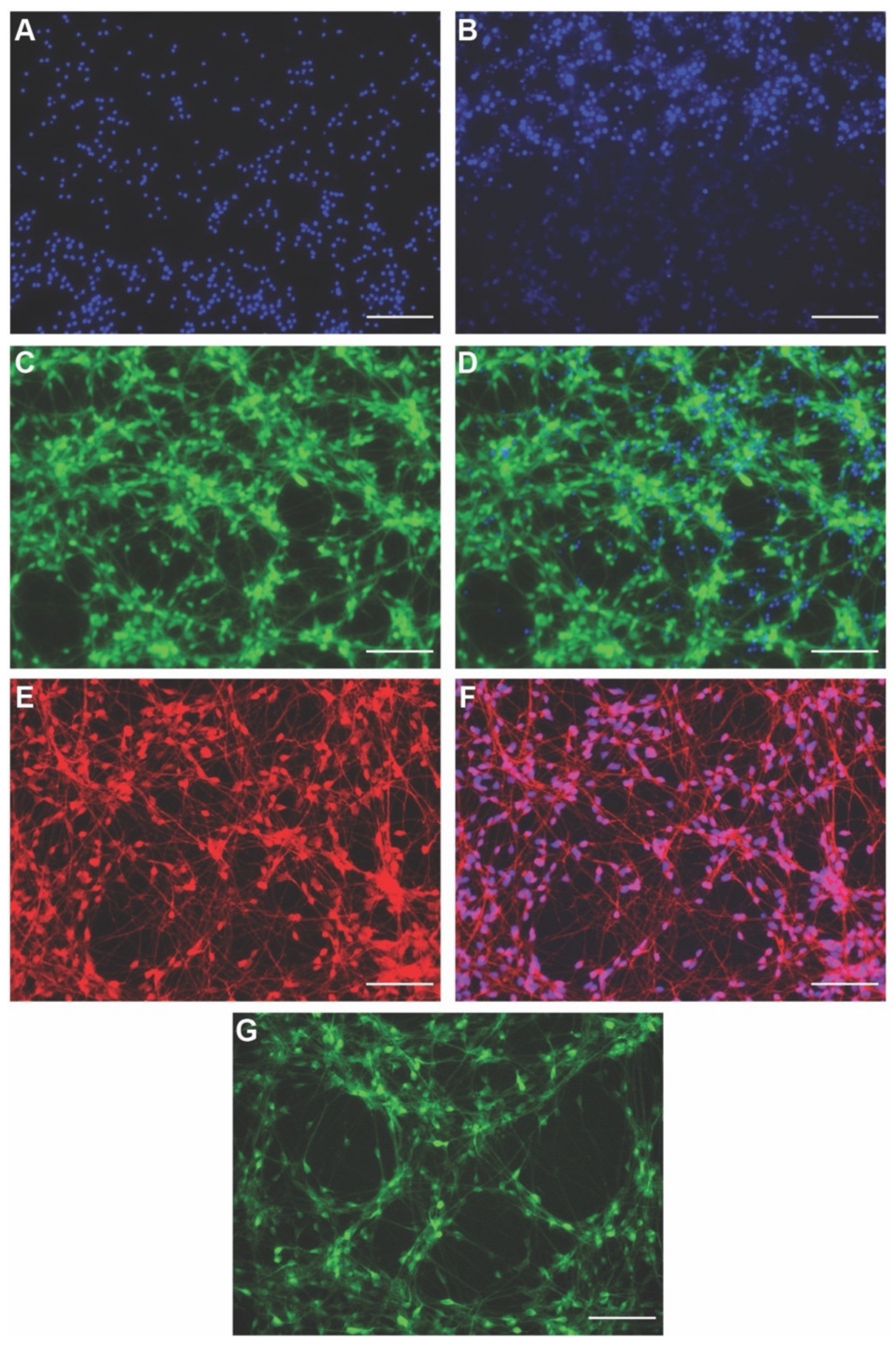 Cells 11 02470 g002