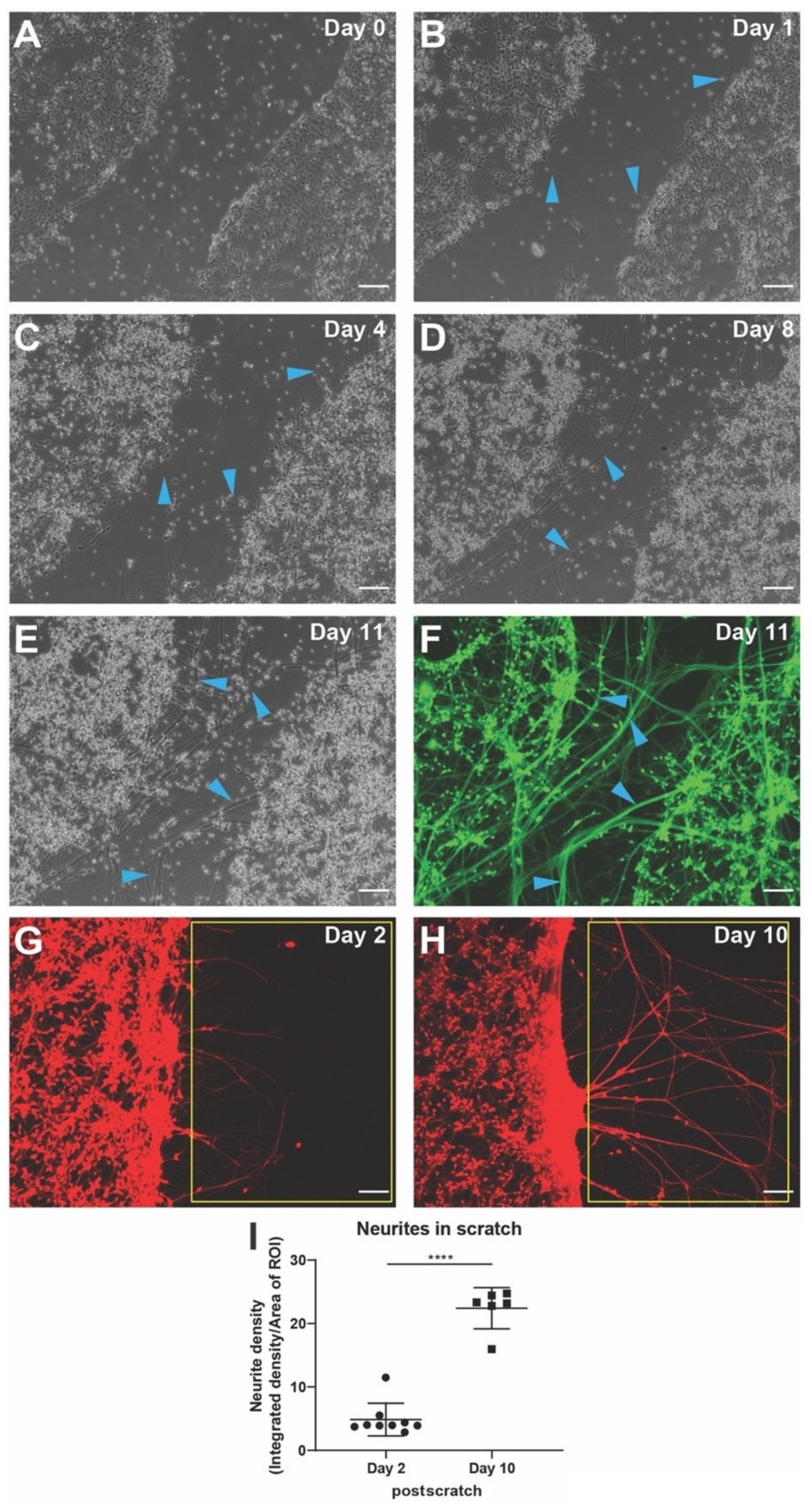 Cells 11 02470 g004