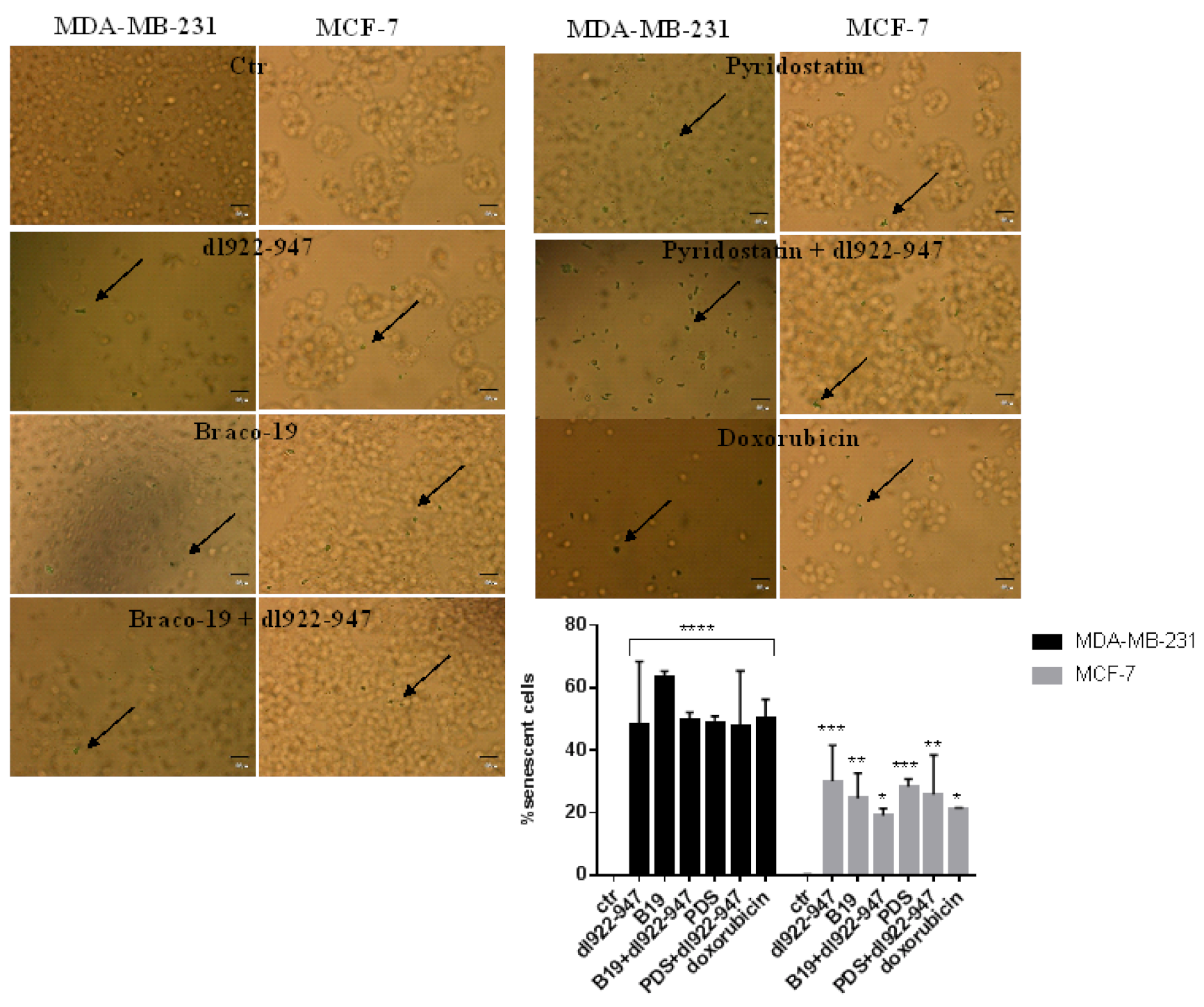Cells 11 02482 g005 Cells 11 02482 g005
