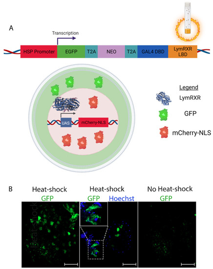 Cells 11 02493 g001 550