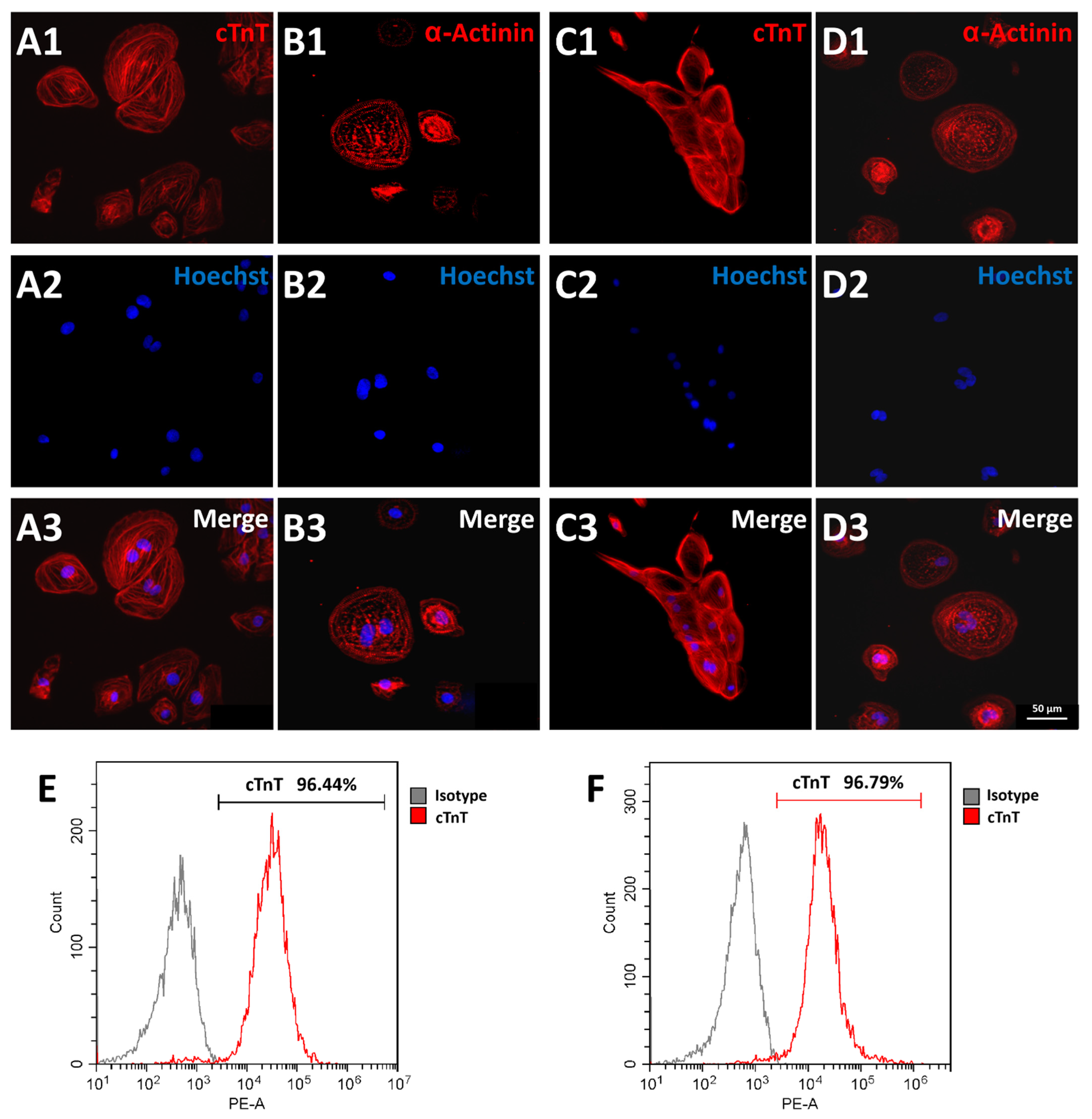 Cells 11 02495 g003