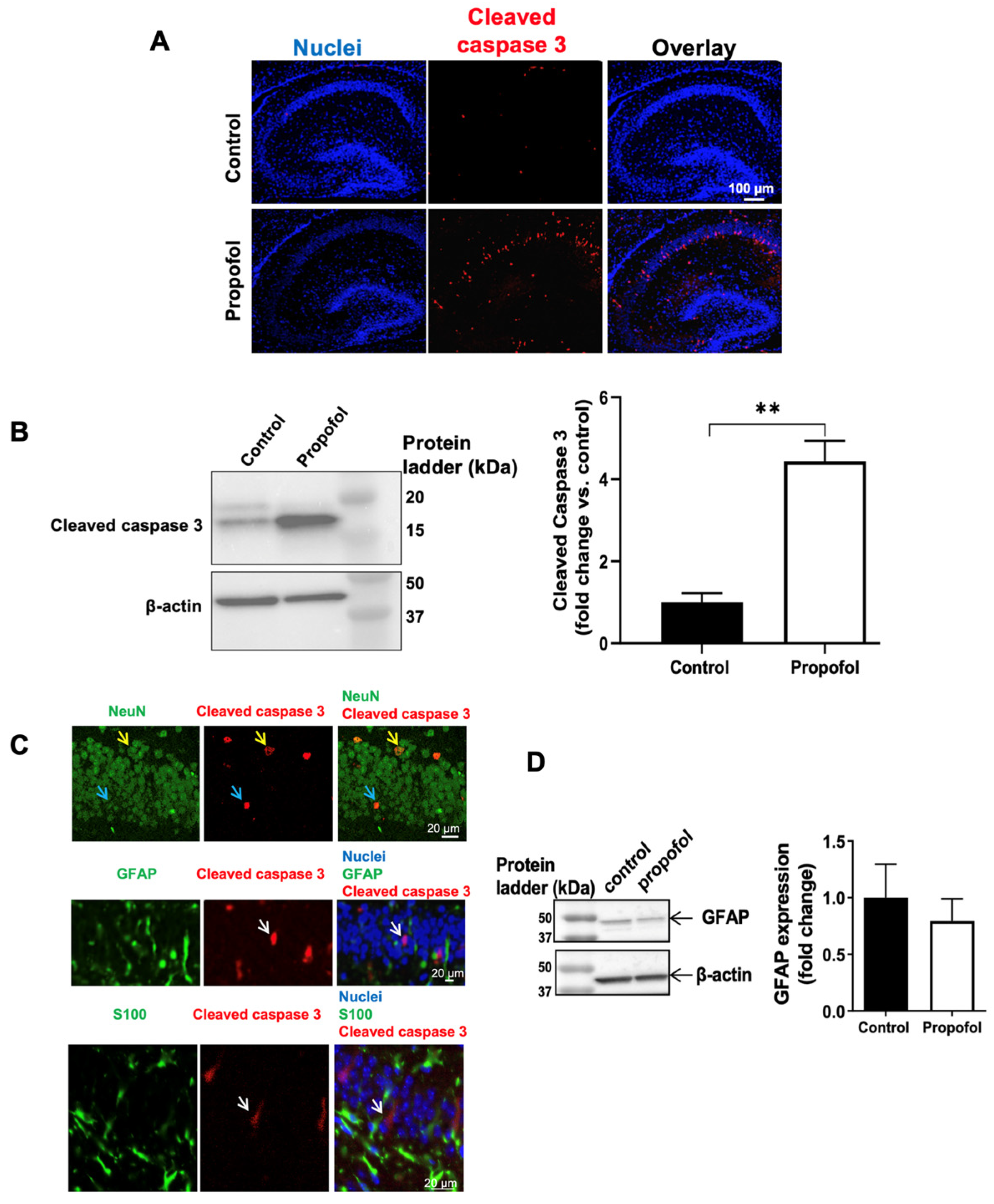 Cells 11 02497 g001 Cells 11 02497 g001